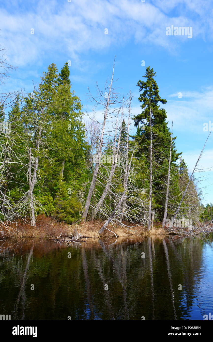 Una vista sul lago. La foresta è riflettente in acqua calma da una bella mattina di sole nel nord del Québec in Canada. Foto Stock