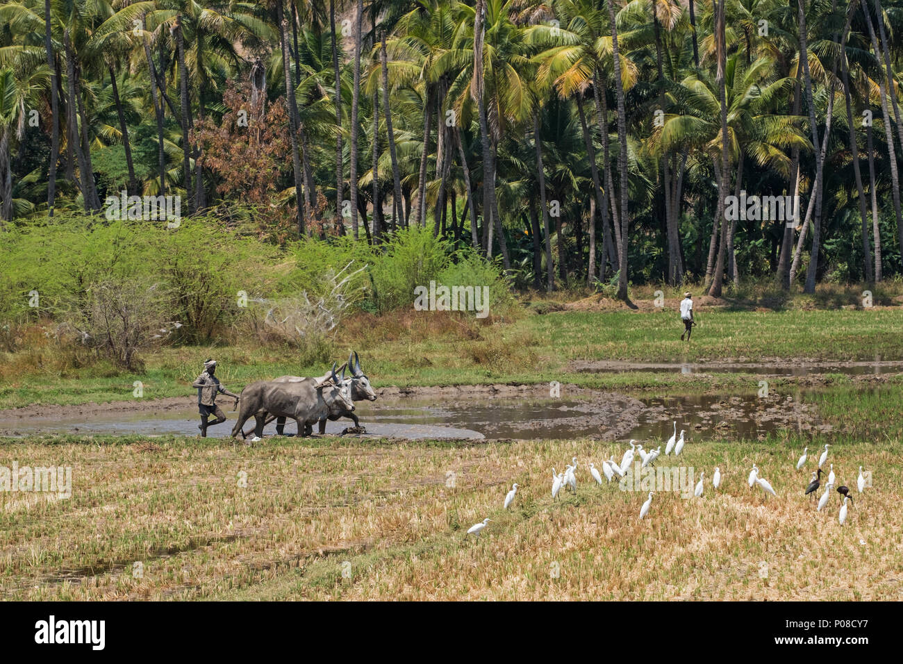 Dindigul, India - 8 Marzo 2018: garzette partecipare come un lavoratore agricolo utilizza bovini per arare un campo di risone per la produzione di riso in modo tradizionale Foto Stock