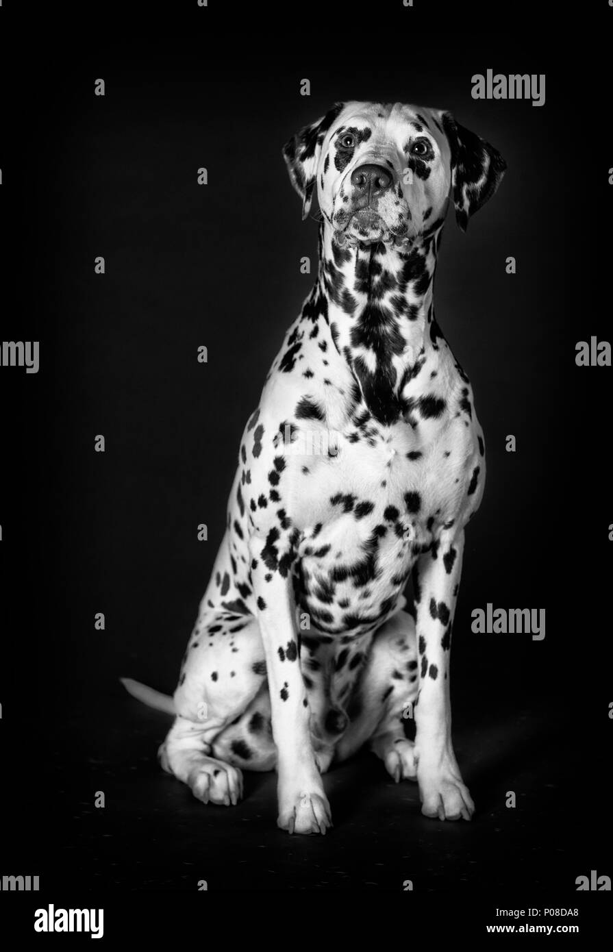 Cane dalmata in studio con sfondo scuro Foto Stock