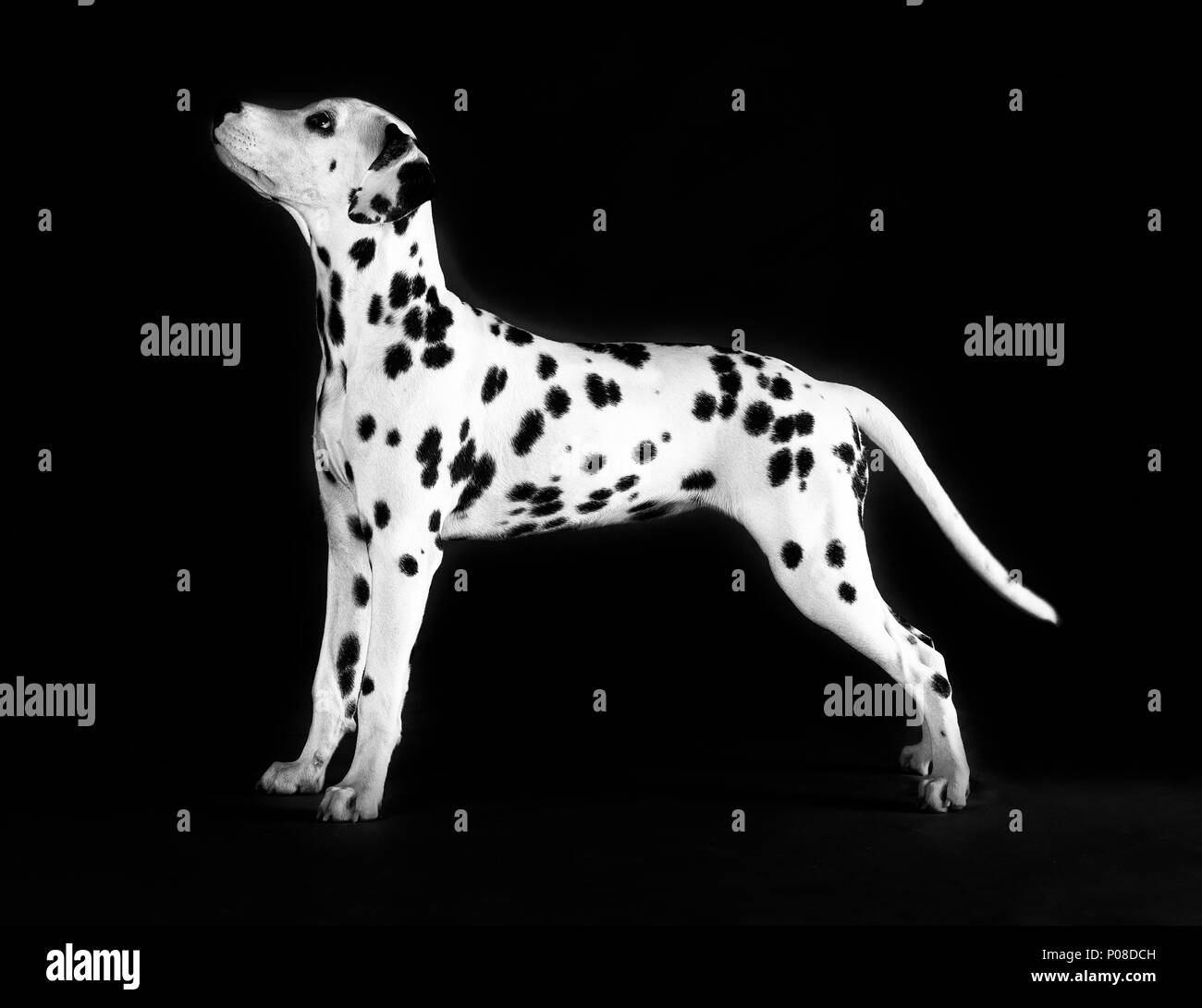 A fianco del cane dalmata in studio Foto Stock