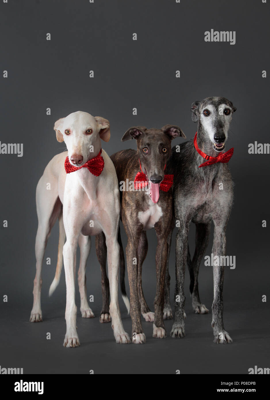 Tre spagnole levriero cane con il filtro bow tie in studio Foto Stock