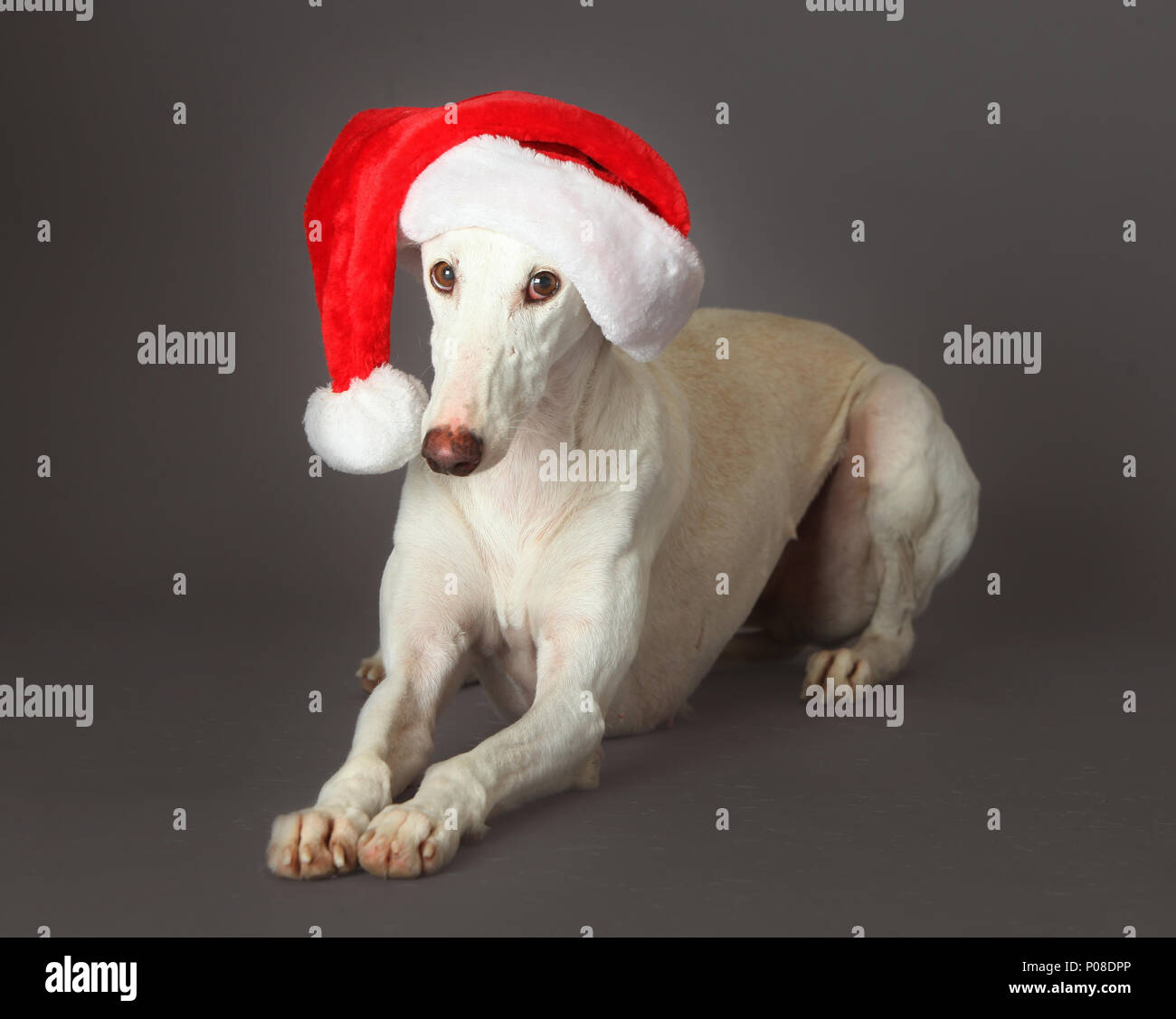 Cane in natale Foto Stock