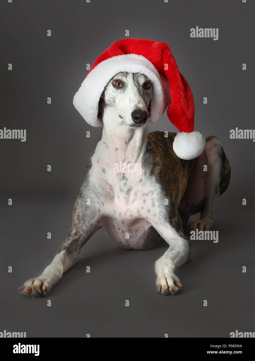 Cane in natale Foto Stock