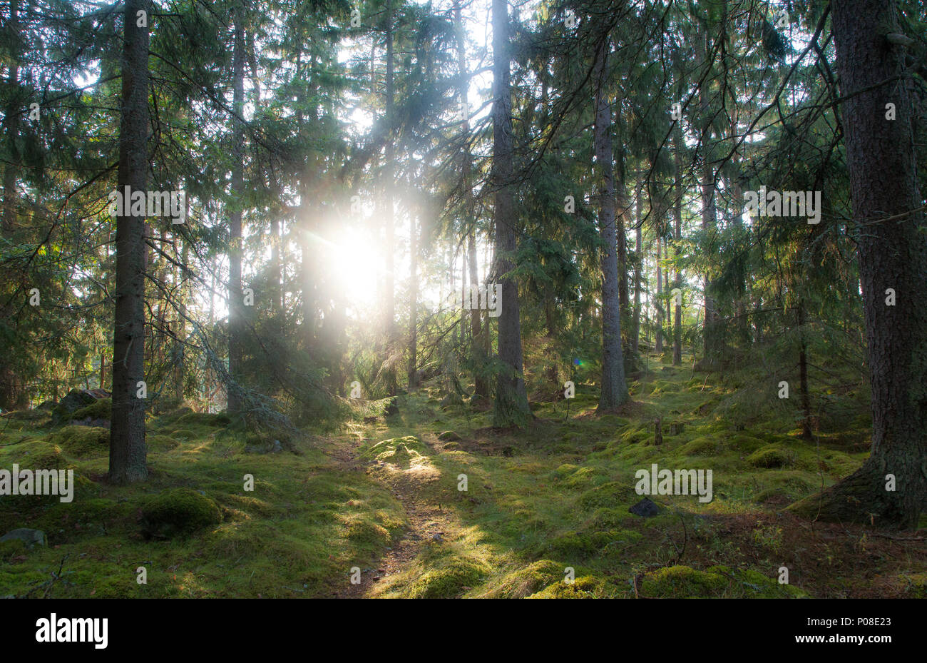 Sonne strahlt auf eine Waldlichtung in Schweden, sun diffondersi attraverso gli alberi nei boschi della Svezia Foto Stock