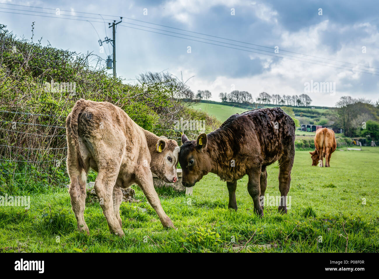 Due giovani croste conoscerci sulla fattoria nel verde primavera campo, uno è di colore beige e gli altri è di colore marrone. Le madri non sono mai lontano. Foto Stock