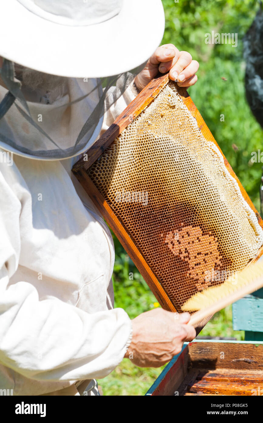 Apicoltore Con Maschera Protettiva La Raccolta Di Favi Pieni Di Miele Di Acacia Per Esterno Foto Stock Alamy