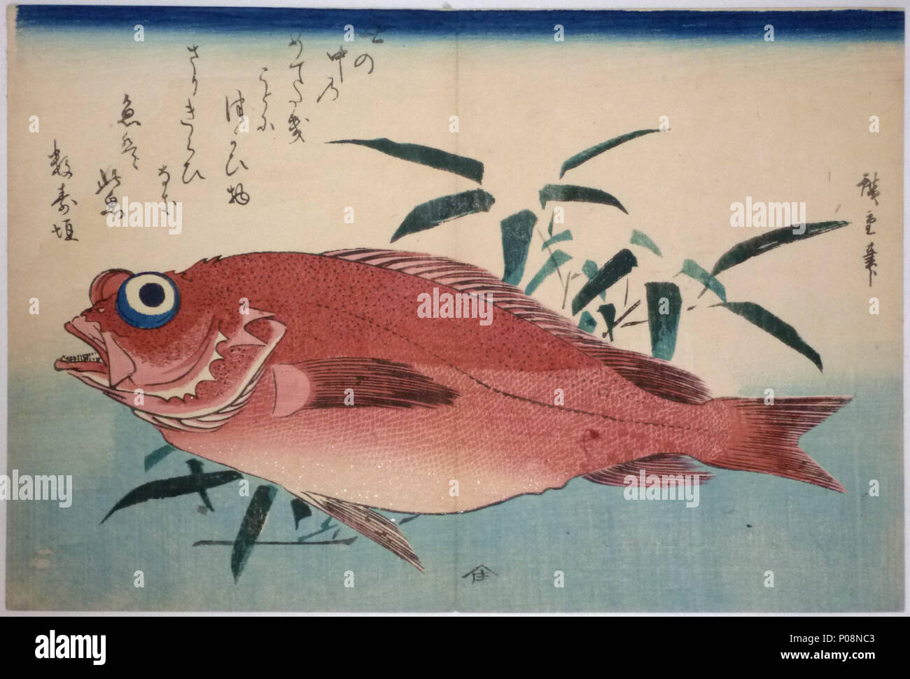 . Inglese: Akodai(Sebastes matsubarae), il rock-pesce, insieme con bambù erba, da Utagawa Hiroshige (1787-1858). Poema di Suzugaki. Dalla seconda serie di nove stampe di pesce pubblicato c 1840 - 42 da Yamasho (Yamadoya Shobei). . Il 23 aprile 2011. Hiroshige (1797-1858) nomi alternativi ????, Utashige (???), iguchi Ichiy?sai Hiroshige I (?????), e? Hiroshige (????), di nascita nome: E? Tokutar? (?? ???) Descrizione giapponese ukiyo-e l'artista pittore e disegnatore Data di nascita e morte 1797 12 ottobre 1858 Luogo di nascita e morte di Edo Edo periodo di lavoro tra circa 1812 e circa 1858 opera loc Foto Stock