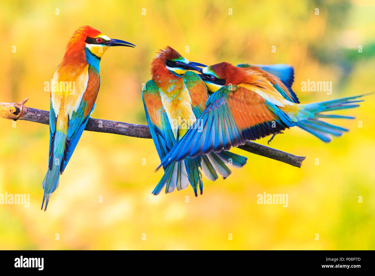 Tre esotici uccelli colorati di mordere sul ramo, fauna selvatica, un momento unico Foto Stock