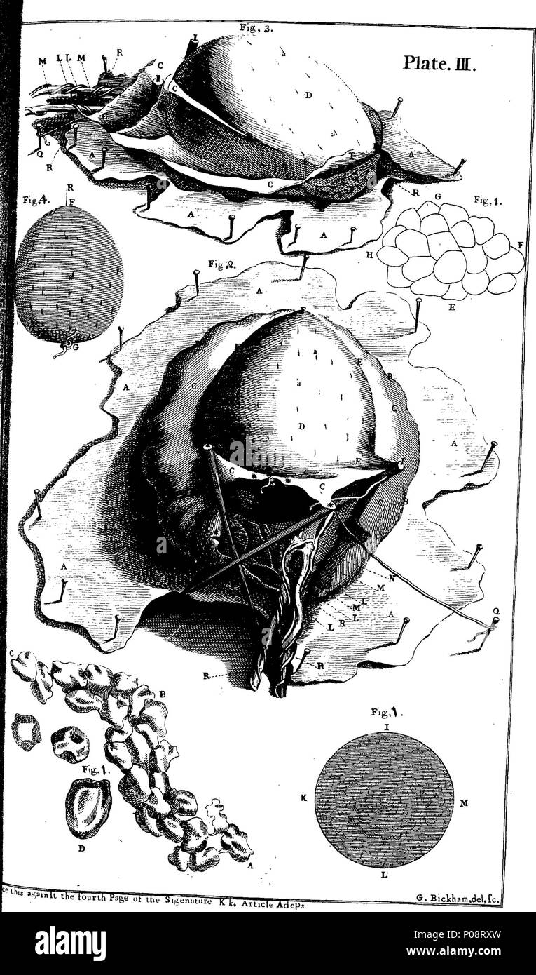 . Inglese: Fleuron dal libro: un dizionario di medicinali; inclusi physic, chirurgia, anatomia, chymistry, e botanica. In tutte le filiali rispetto alla medicina. Insieme con una storia di droga; ... Con lastre di rame. Da R. James, M.D. Vol. I. 130 un dizionario di medicinali; inclusi physic, chirurgia, anatomia, chymistry, e botanica Fleuron T154285-11 Foto Stock