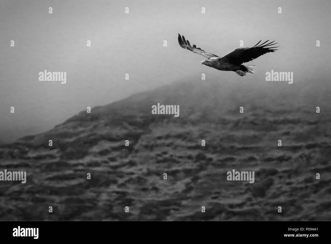 White-tailed Sea Eagle (Haliaeetus albicilla). In volo con Misty Hills in background. Immagine presa in The Isle of Mull, Scotland, Regno Unito. Foto Stock
