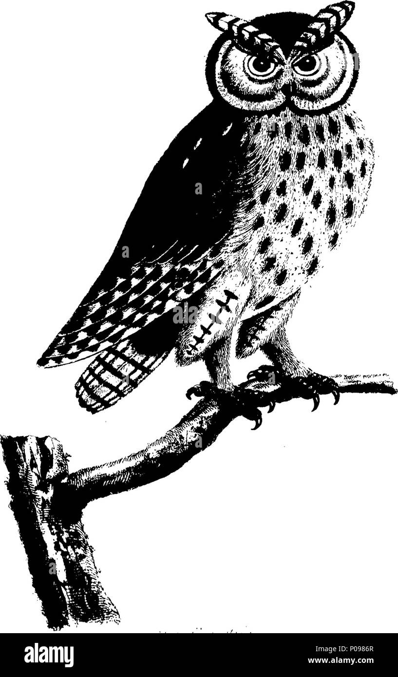 . Inglese: Fleuron dal libro: una storia naturale degli uccelli. Illustrata con un centinaio e quattro piastre di rame, inciso dalla vita. Pubblicato dall'autore Eleazar Albin e colori attentamente'd da sua figlia e se stesso, da originali, tratte dai volatili vivi. Vol.II. 135 Una storia naturale degli uccelli Fleuron T064478-14 Foto Stock