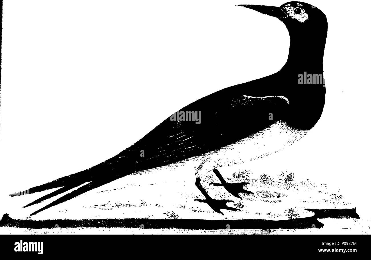 . Inglese: Fleuron dal libro: una storia naturale degli uccelli. Illustrata con un centinaio e quattro piastre di rame, inciso dalla vita. Pubblicato dall'autore Eleazar Albin e colori attentamente'd da sua figlia e se stesso, da originali, tratte dai volatili vivi. Vol.II. 135 Una storia naturale degli uccelli Fleuron T064478-46 Foto Stock