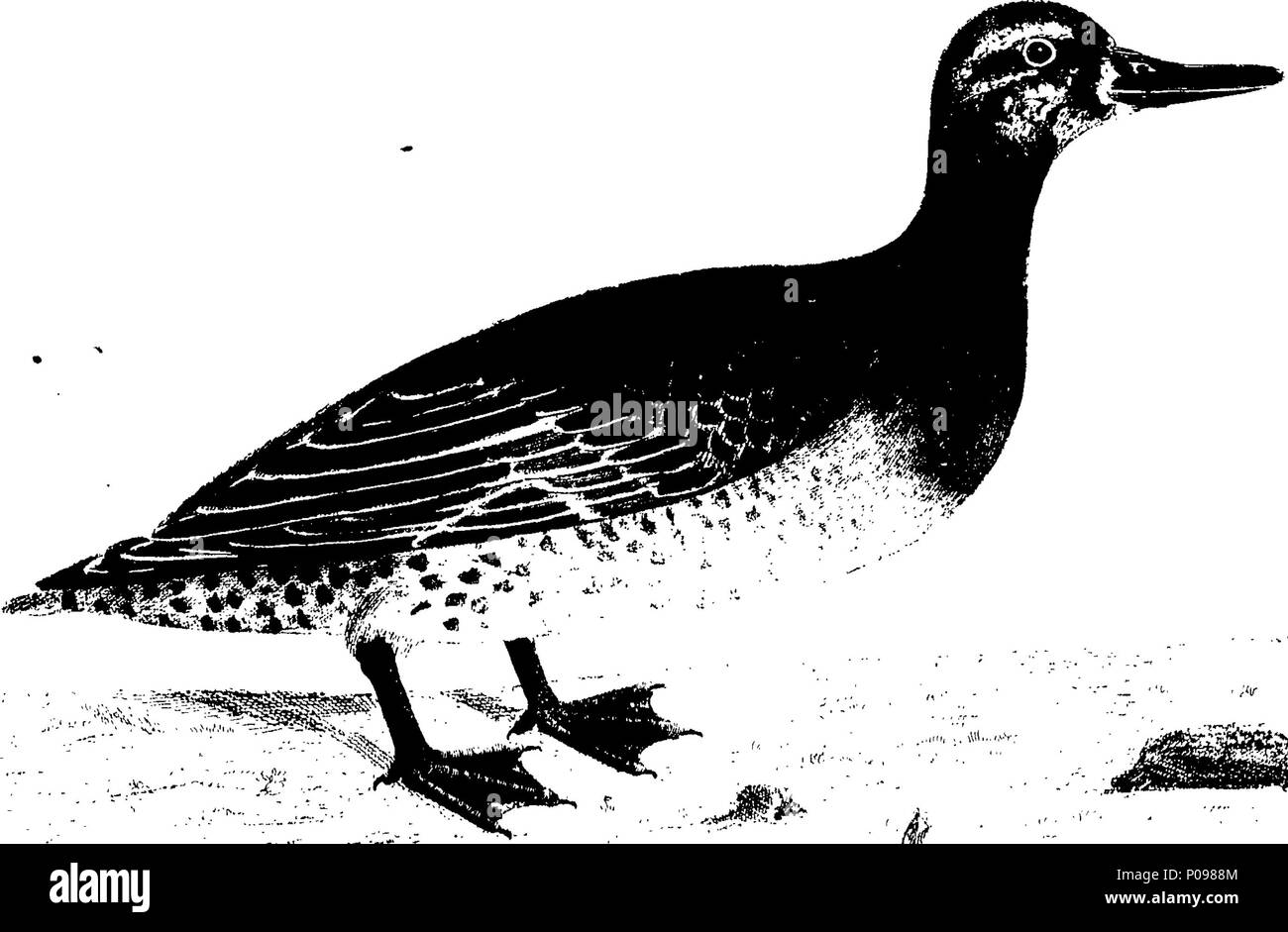 . Inglese: Fleuron dal libro: una storia naturale degli uccelli. Illustrata con un centinaio e quattro piastre di rame, inciso dalla vita. Pubblicato dall'autore Eleazar Albin e colori attentamente'd da sua figlia e se stesso, da originali, tratte dai volatili vivi. Vol.II. 135 Una storia naturale degli uccelli Fleuron T064478-61 Foto Stock