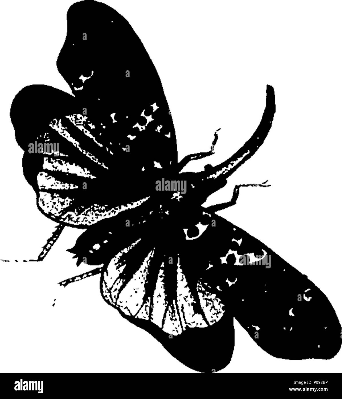 . Inglese: Fleuron dal libro: una storia naturale degli uccelli. La maggior parte dei quali non sono stati figura'd o describ'd, e altri molto poco conosciuta da oscurare o troppo brevi descrizioni senza figure o da figure molto malato design'd. Contenenti le figure di sessanta uccelli e due quadrupedes, engrav'd sulla cinquantina di due piastre di rame, dopo curiosi disegni originali dalla vita e colore esattamente'd. Con la piena e Descrizioni accurate. Da George Edwards. 136 Una storia naturale degli uccelli Fleuron T144870-6 Foto Stock