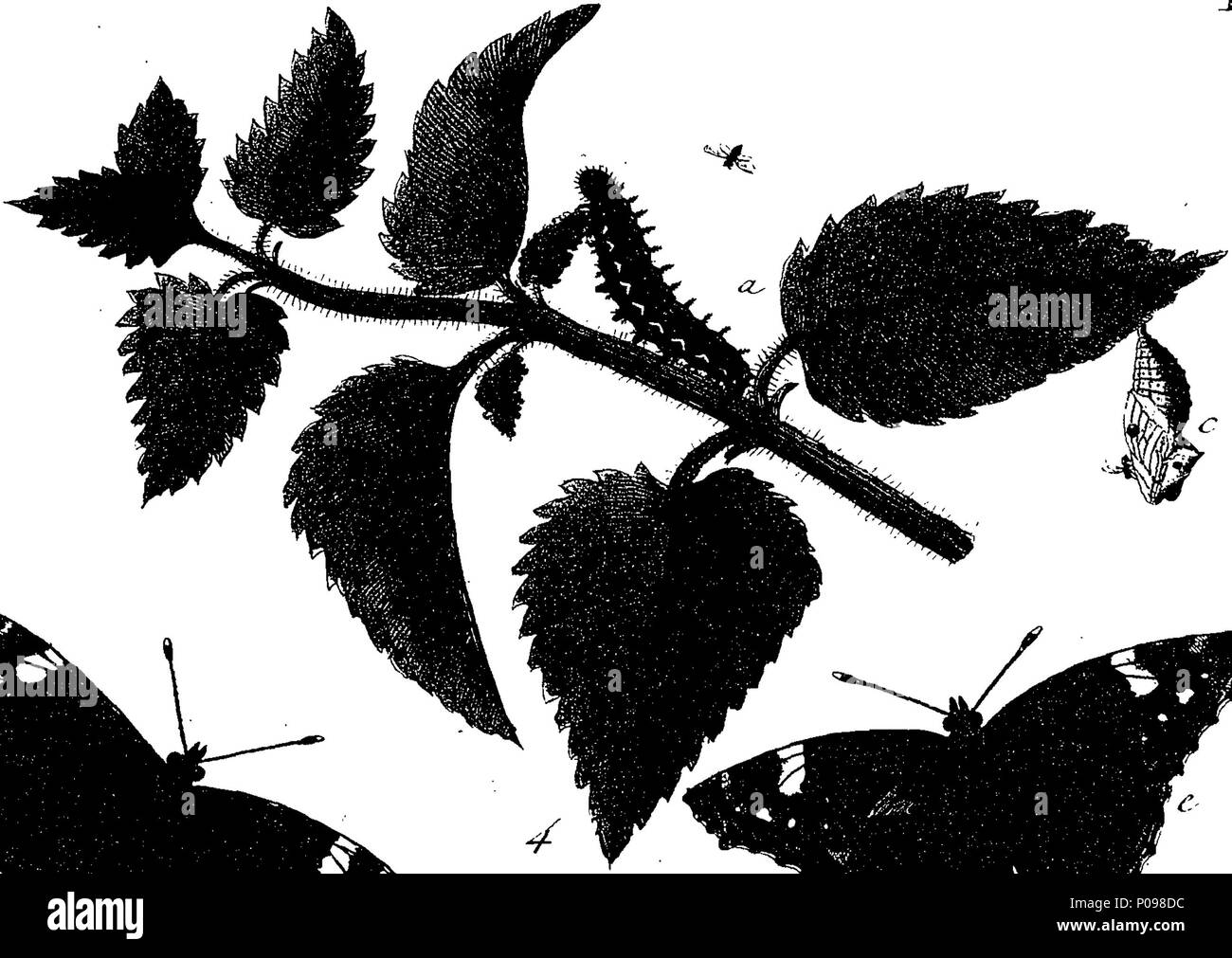 . Inglese: Fleuron dal libro: una storia naturale di insetti in inglese. Illustrata con un centinaio di piastre di rame, curiosamente Engraven dalla vita: e (per coloro che lo desiderano) esattamente colorato mediante l'autore Eleazar Albin, pittore. A cui si aggiungono le note di grandi dimensioni e molti curiosi di osservazioni. Da W. Derham, Fellow della Royal Society. 136 Una storia naturale di insetti inglese Fleuron T085937-11 Foto Stock
