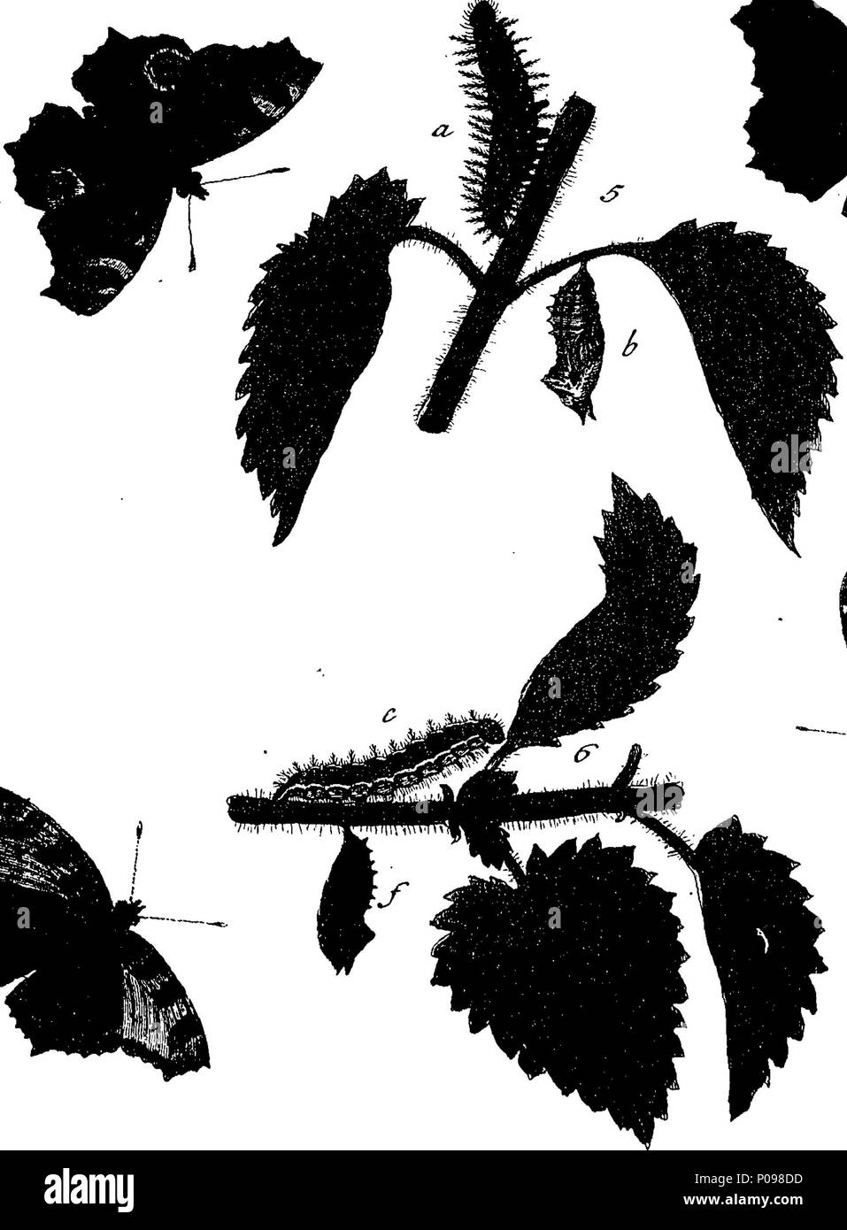 . Inglese: Fleuron dal libro: una storia naturale di insetti in inglese. Illustrata con un centinaio di piastre di rame, curiosamente Engraven dalla vita: e (per coloro che lo desiderano) esattamente colorato mediante l'autore Eleazar Albin, pittore. A cui si aggiungono le note di grandi dimensioni e molti curiosi di osservazioni. Da W. Derham, Fellow della Royal Society. 136 Una storia naturale di insetti inglese Fleuron T085937-13 Foto Stock