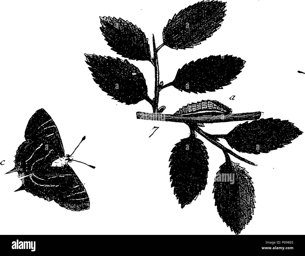 . Inglese: Fleuron dal libro: una storia naturale di insetti in inglese. Illustrata con un centinaio di piastre di rame, curiosamente Engraven dalla vita: e (per coloro che lo desiderano) esattamente colorato mediante l'autore Eleazar Albin, pittore. A cui si aggiungono le note di grandi dimensioni e molti curiosi di osservazioni. Da W. Derham, Fellow della Royal Society. 136 Una storia naturale di insetti inglese Fleuron T085937-17 Foto Stock