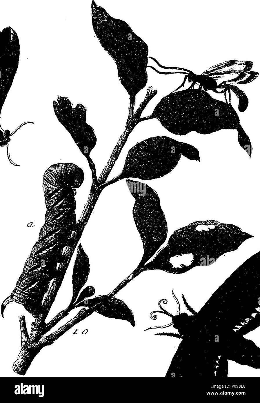 . Inglese: Fleuron dal libro: una storia naturale di insetti in inglese. Illustrata con un centinaio di piastre di rame, curiosamente Engraven dalla vita: e (per coloro che lo desiderano) esattamente colorato mediante l'autore Eleazar Albin, pittore. A cui si aggiungono le note di grandi dimensioni e molti curiosi di osservazioni. Da W. Derham, Fellow della Royal Society. 136 Una storia naturale di insetti inglese Fleuron T085937-20 Foto Stock