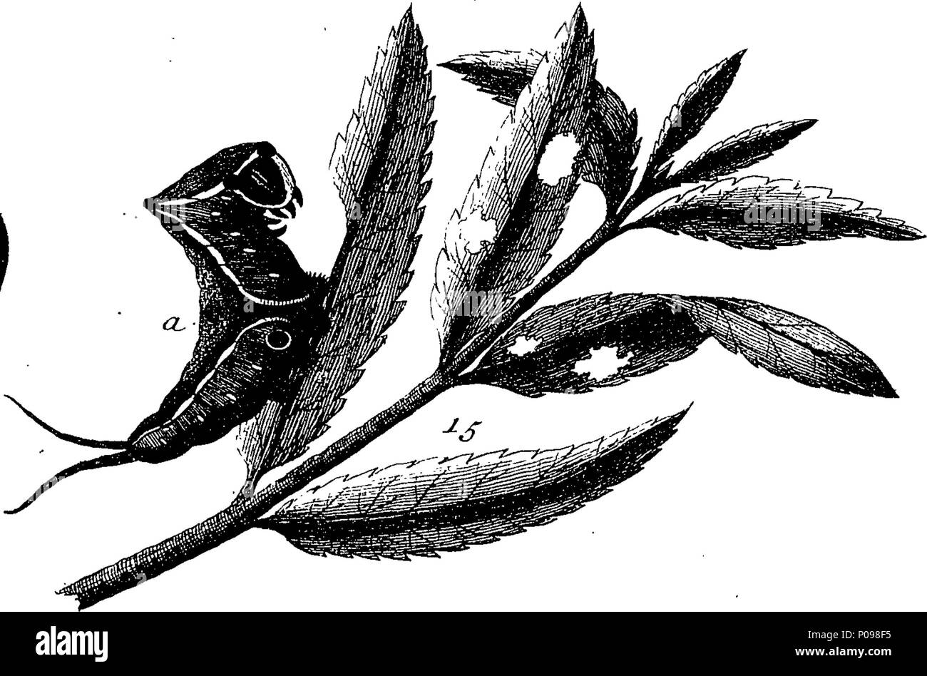 . Inglese: Fleuron dal libro: una storia naturale di insetti in inglese. Illustrata con un centinaio di piastre di rame, curiosamente Engraven dalla vita: e (per coloro che lo desiderano) esattamente colorato mediante l'autore Eleazar Albin, pittore. A cui si aggiungono le note di grandi dimensioni e molti curiosi di osservazioni. Da W. Derham, Fellow della Royal Society. 136 Una storia naturale di insetti inglese Fleuron T085937-29 Foto Stock