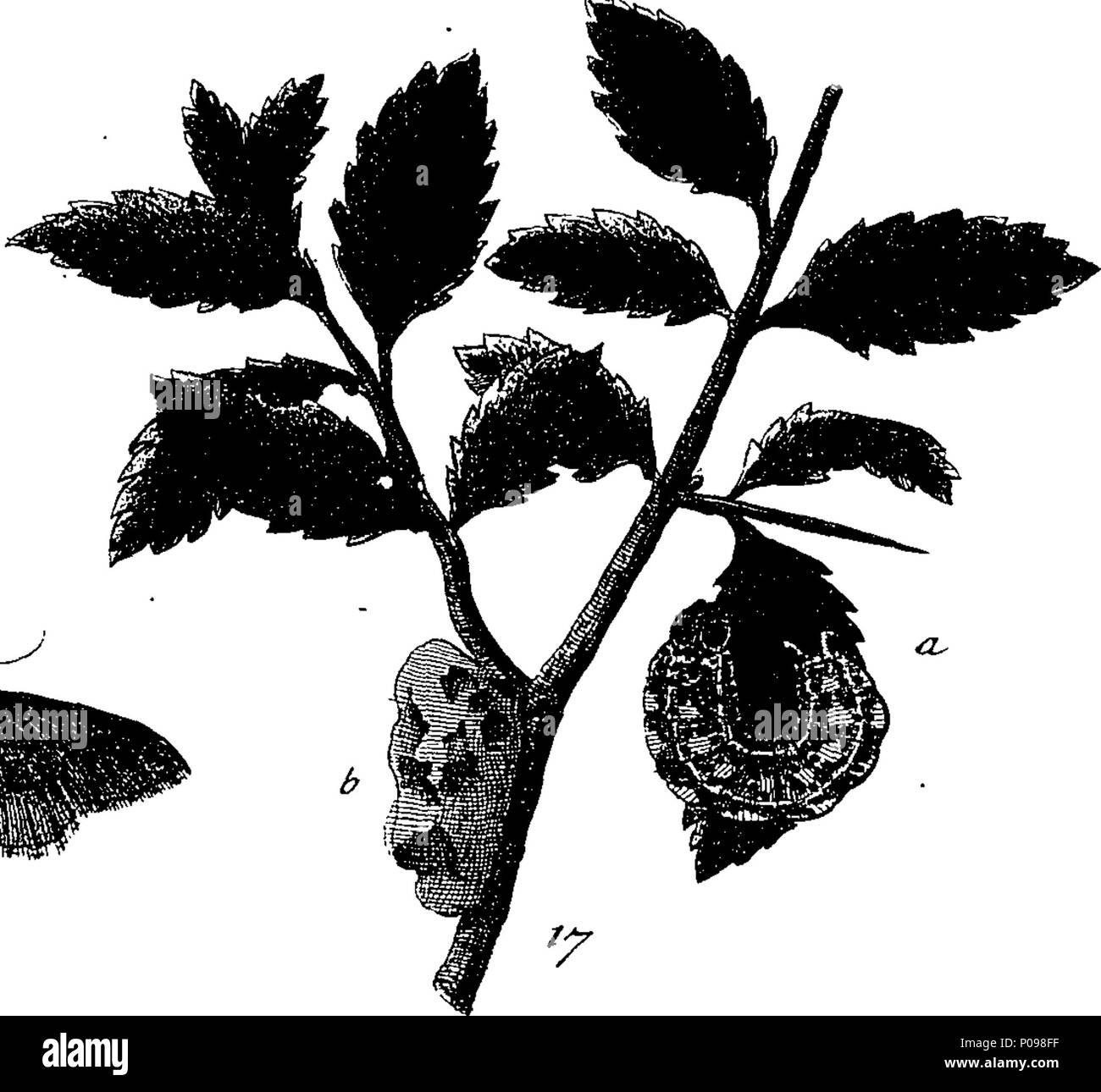 . Inglese: Fleuron dal libro: una storia naturale di insetti in inglese. Illustrata con un centinaio di piastre di rame, curiosamente Engraven dalla vita: e (per coloro che lo desiderano) esattamente colorato mediante l'autore Eleazar Albin, pittore. A cui si aggiungono le note di grandi dimensioni e molti curiosi di osservazioni. Da W. Derham, Fellow della Royal Society. 136 Una storia naturale di insetti inglese Fleuron T085937-34 Foto Stock