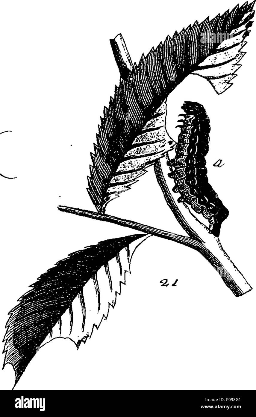. Inglese: Fleuron dal libro: una storia naturale di insetti in inglese. Illustrata con un centinaio di piastre di rame, curiosamente Engraven dalla vita: e (per coloro che lo desiderano) esattamente colorato mediante l'autore Eleazar Albin, pittore. A cui si aggiungono le note di grandi dimensioni e molti curiosi di osservazioni. Da W. Derham, Fellow della Royal Society. 136 Una storia naturale di insetti inglese Fleuron T085937-39 Foto Stock