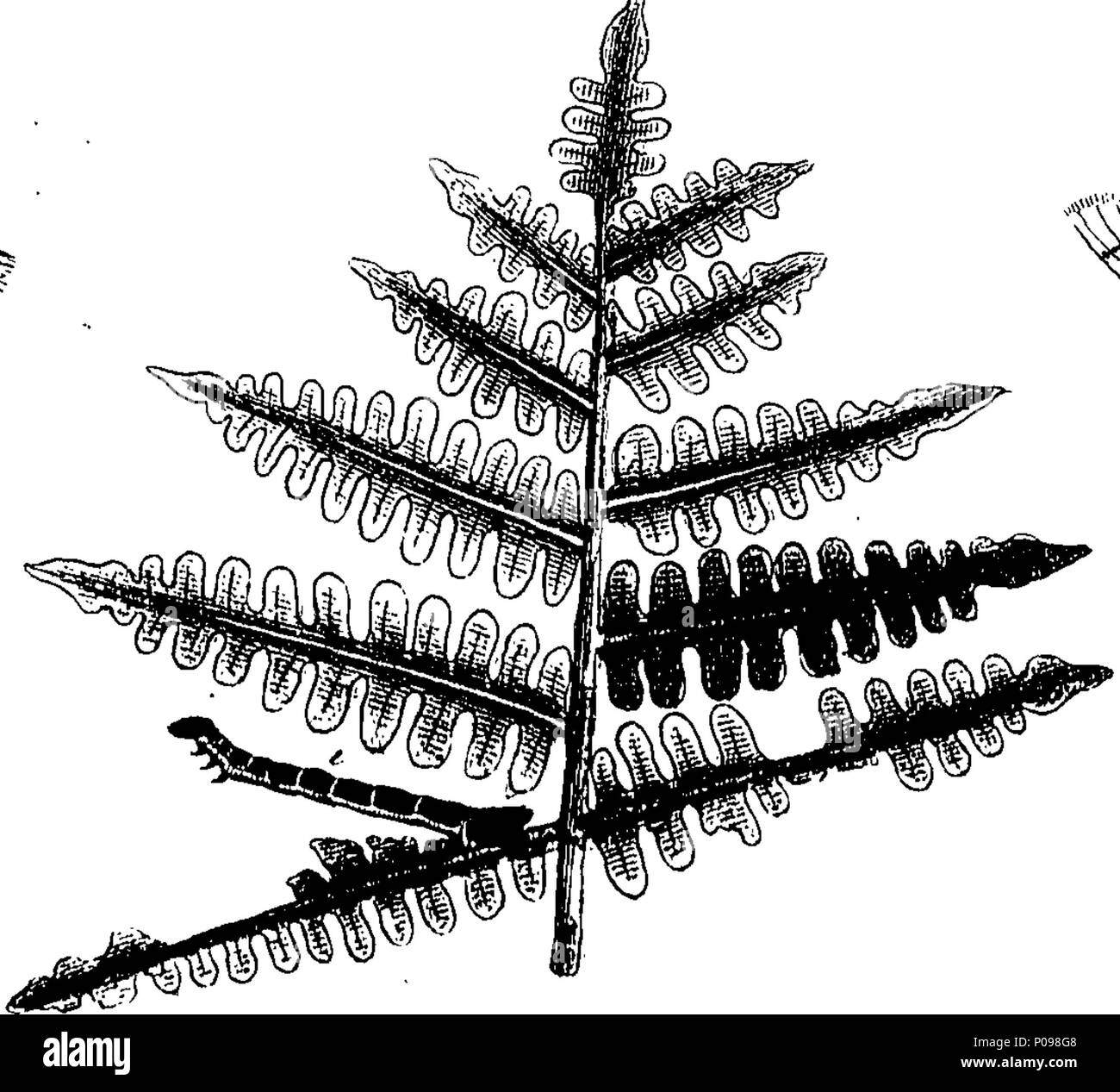 . Inglese: Fleuron dal libro: una storia naturale di insetti in inglese. Illustrata con un centinaio di piastre di rame, curiosamente Engraven dalla vita: e (per coloro che lo desiderano) esattamente colorato mediante l'autore Eleazar Albin, pittore. A cui si aggiungono le note di grandi dimensioni e molti curiosi di osservazioni. Da W. Derham, Fellow della Royal Society. 136 Una storia naturale di insetti inglese Fleuron T085937-47 Foto Stock