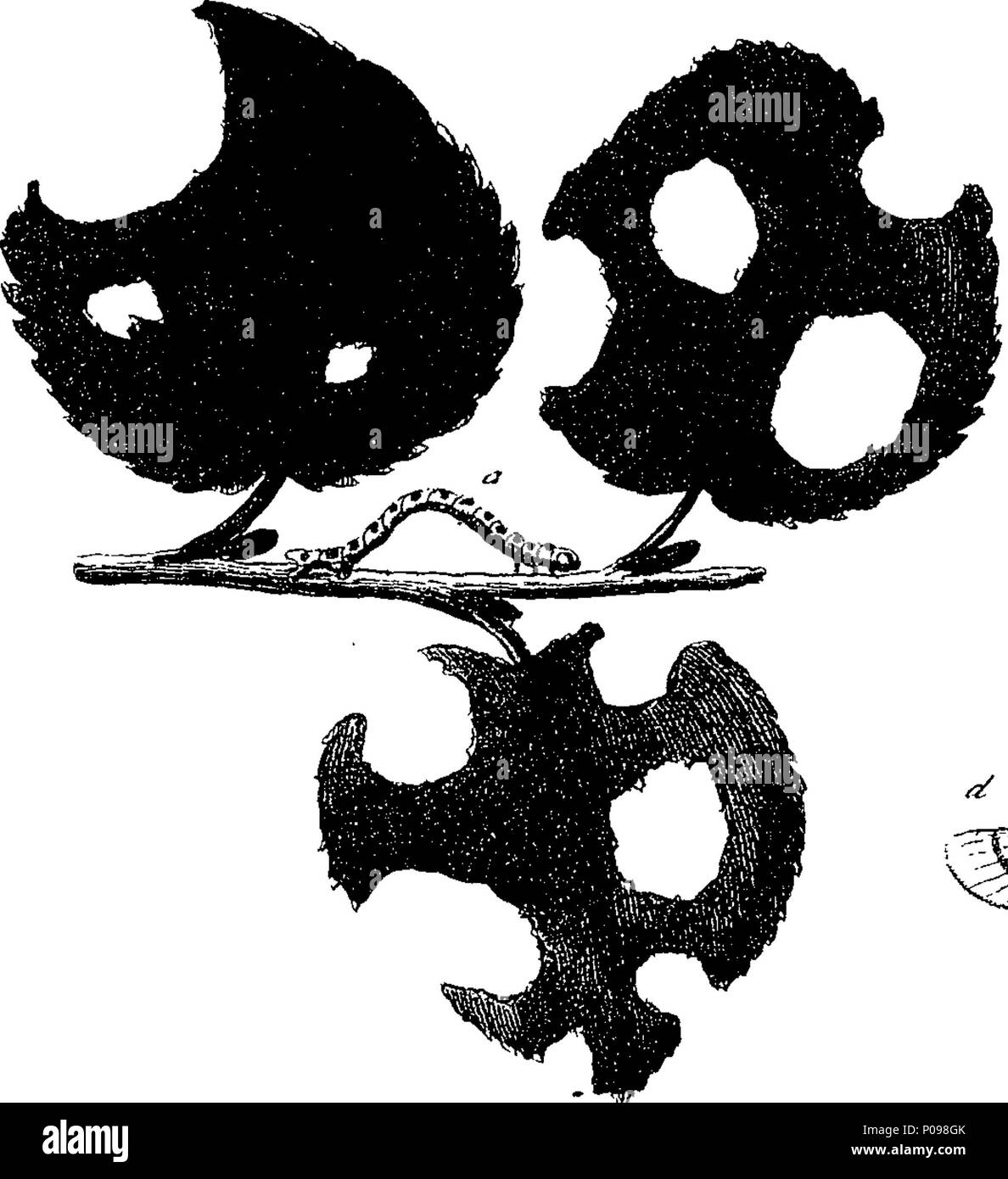 . Inglese: Fleuron dal libro: una storia naturale di insetti in inglese. Illustrata con un centinaio di piastre di rame, curiosamente Engraven dalla vita: e (per coloro che lo desiderano) esattamente colorato mediante l'autore Eleazar Albin, pittore. A cui si aggiungono le note di grandi dimensioni e molti curiosi di osservazioni. Da W. Derham, Fellow della Royal Society. 136 Una storia naturale di insetti inglese Fleuron T085937-52 Foto Stock