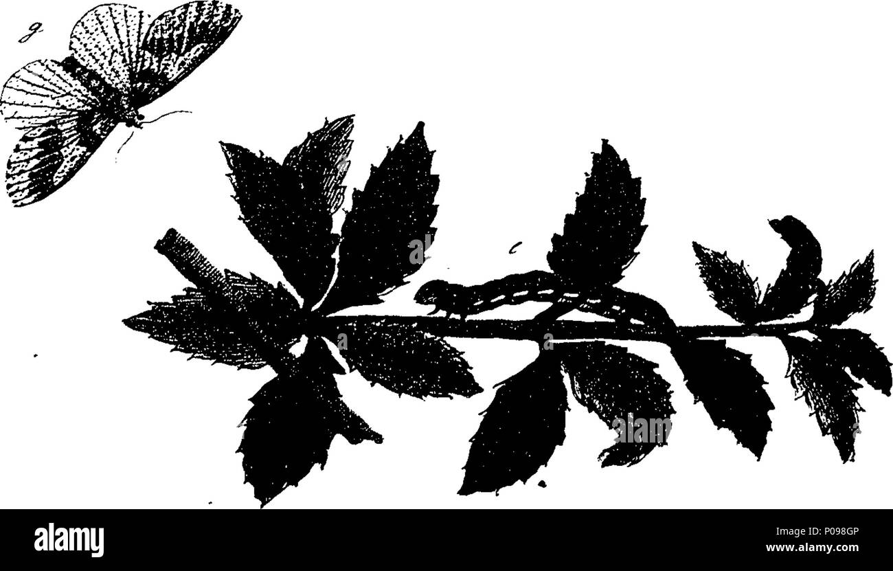 . Inglese: Fleuron dal libro: una storia naturale di insetti in inglese. Illustrata con un centinaio di piastre di rame, curiosamente Engraven dalla vita: e (per coloro che lo desiderano) esattamente colorato mediante l'autore Eleazar Albin, pittore. A cui si aggiungono le note di grandi dimensioni e molti curiosi di osservazioni. Da W. Derham, Fellow della Royal Society. 136 Una storia naturale di insetti inglese Fleuron T085937-53 Foto Stock