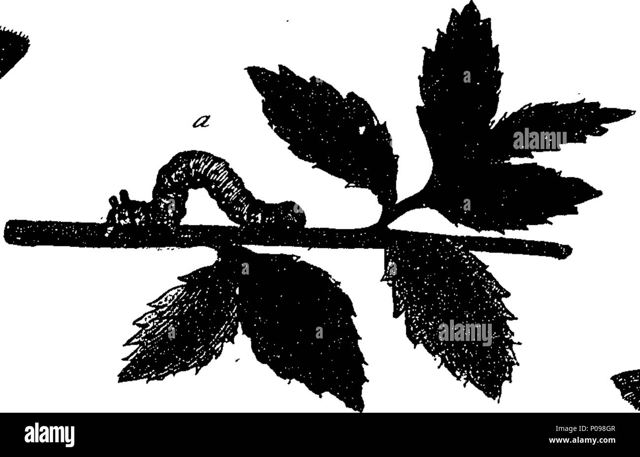 . Inglese: Fleuron dal libro: una storia naturale di insetti in inglese. Illustrata con un centinaio di piastre di rame, curiosamente Engraven dalla vita: e (per coloro che lo desiderano) esattamente colorato mediante l'autore Eleazar Albin, pittore. A cui si aggiungono le note di grandi dimensioni e molti curiosi di osservazioni. Da W. Derham, Fellow della Royal Society. 136 Una storia naturale di insetti inglese Fleuron T085937-54 Foto Stock