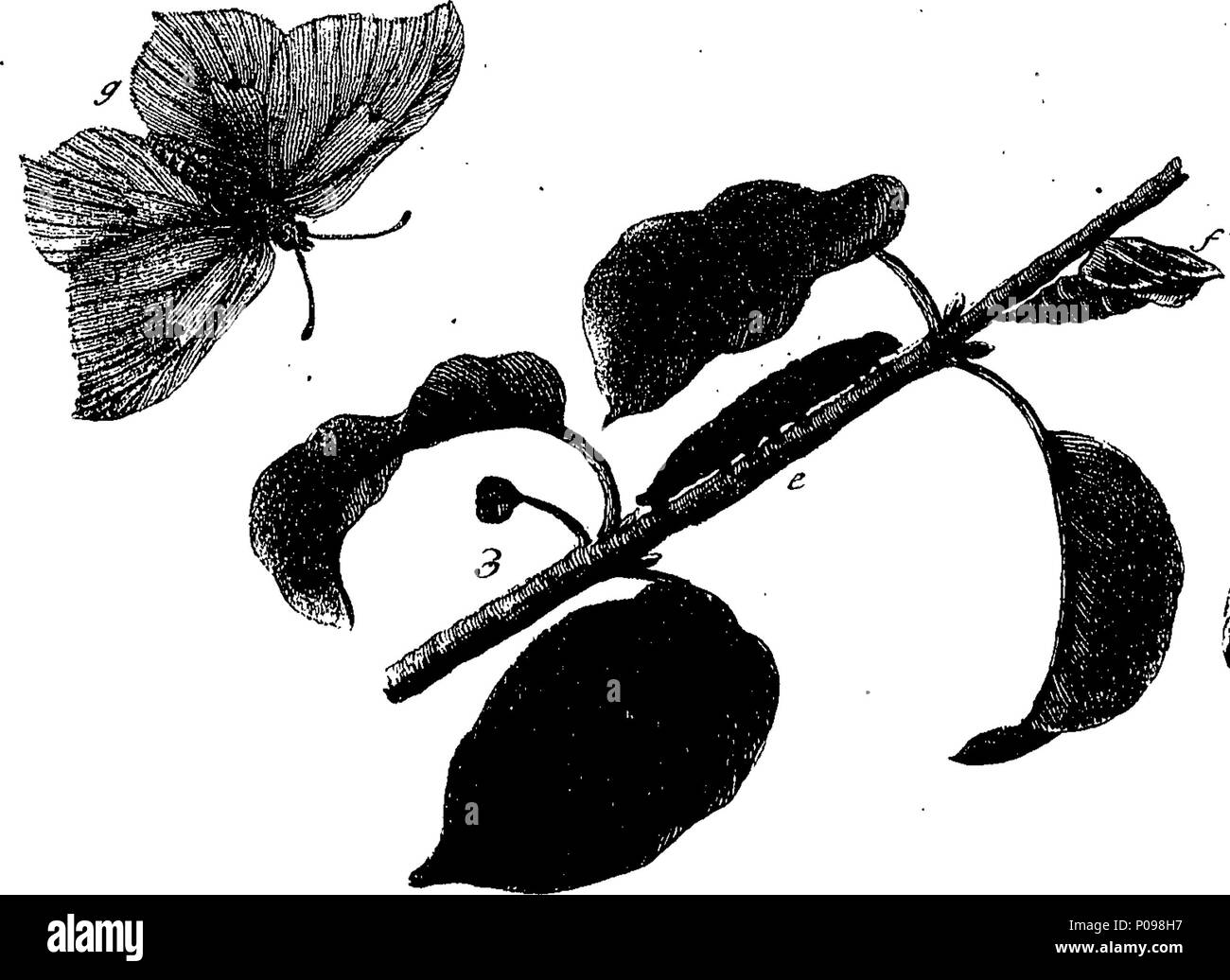. Inglese: Fleuron dal libro: una storia naturale di insetti in inglese. Illustrata con un centinaio di piastre di rame, curiosamente Engraven dalla vita: e (per coloro che lo desiderano) esattamente colorato mediante l'autore Eleazar Albin, pittore. A cui si aggiungono le note di grandi dimensioni e molti curiosi di osservazioni. Da W. Derham, Fellow della Royal Society. 136 Una storia naturale di insetti inglese Fleuron T085937-6 Foto Stock