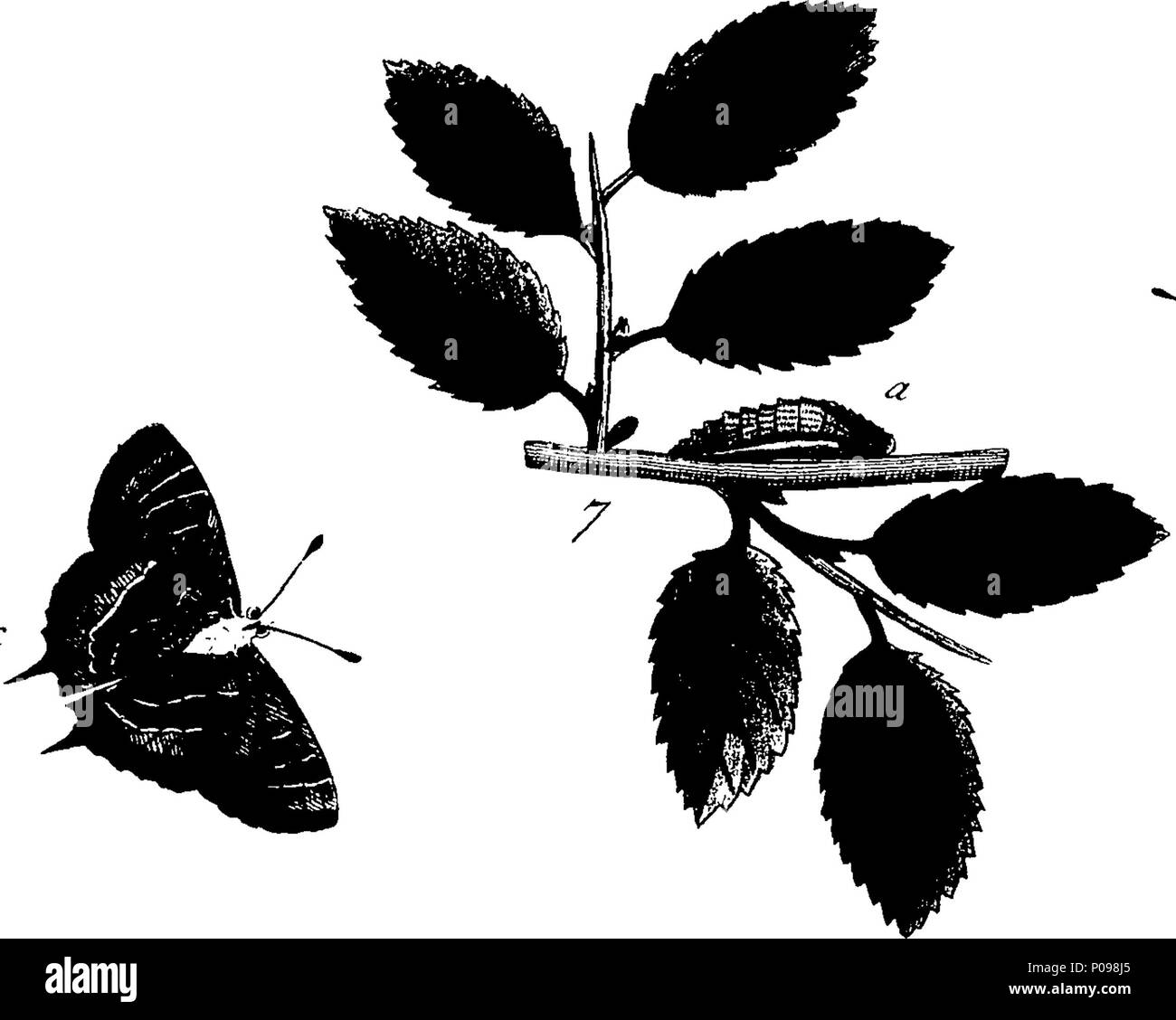 . Inglese: Fleuron dal libro: una storia naturale di insetti in inglese. Illustrata con un centinaio di piastre di rame, curiosamente Engraven dalla vita: e (per coloro che lo desiderano) esattamente colorato mediante l'autore Eleazar Albin, pittore. 136 Una storia naturale di insetti inglese Fleuron T085973-15 Foto Stock