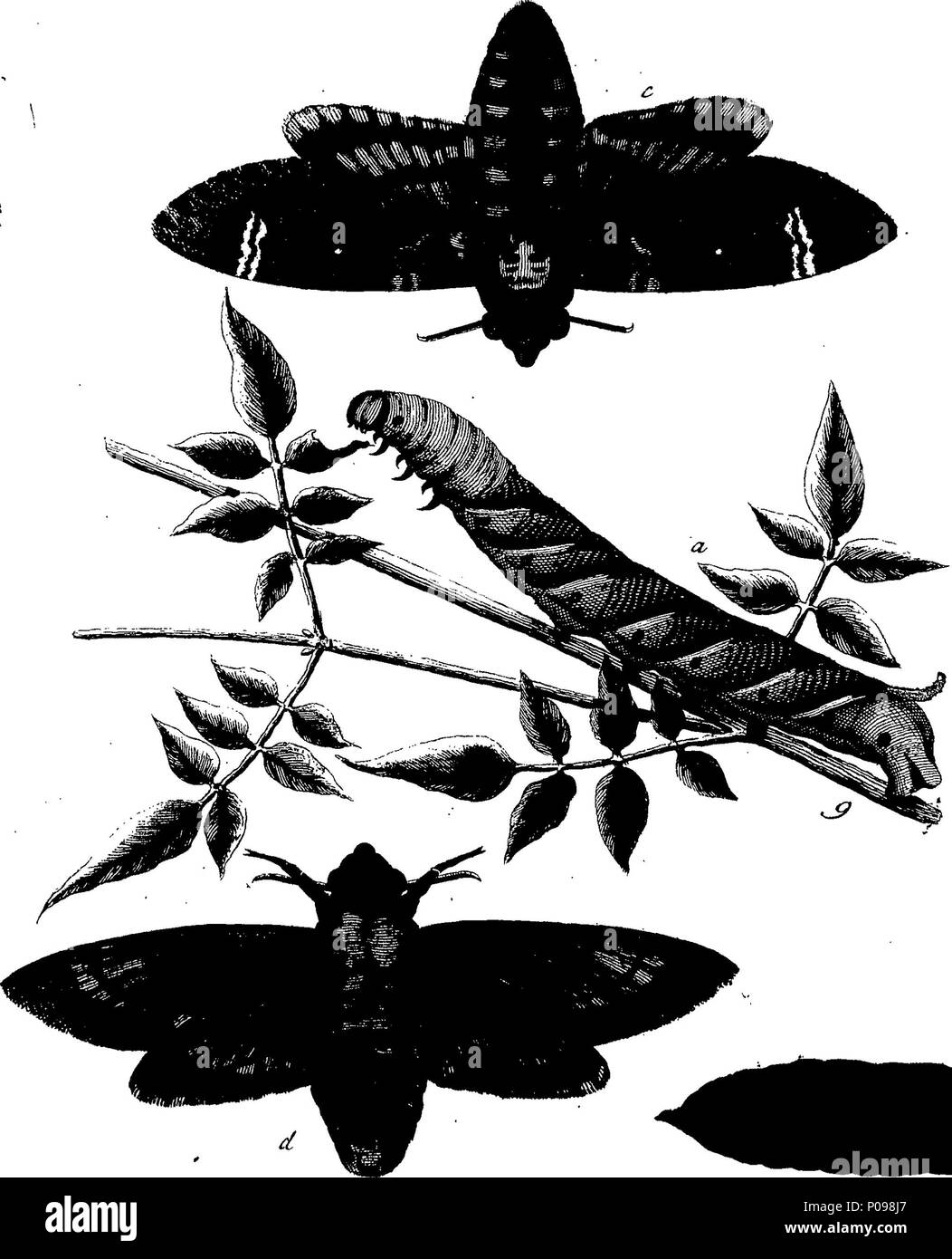 . Inglese: Fleuron dal libro: una storia naturale di insetti in inglese. Illustrata con un centinaio di piastre di rame, curiosamente Engraven dalla vita: e (per coloro che lo desiderano) esattamente colorato mediante l'autore Eleazar Albin, pittore. 136 Una storia naturale di insetti inglese Fleuron T085973-16 Foto Stock