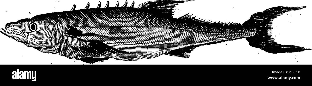 . Inglese: Fleuron dal libro: una nuova collezione generale di viaggi e viaggi: costituito da più stimate le relazioni che sono state finora pubblicate in qualsiasi lingua: comprendere ogni cosa notevole nel suo genere in Europa, Asia, Africa e America, rispetto ai diversi imperi, regni e province; la loro situazione, misura, limiti e della divisione, clima, suolo e produrre; loro laghi, fiumi, montagne, città, le città principali, porti, edifici, &c. e il graduale alterazioni che di volta in volta hanno accaduto in ciascuno: anche gli usi e costumi dei vari Inh Foto Stock