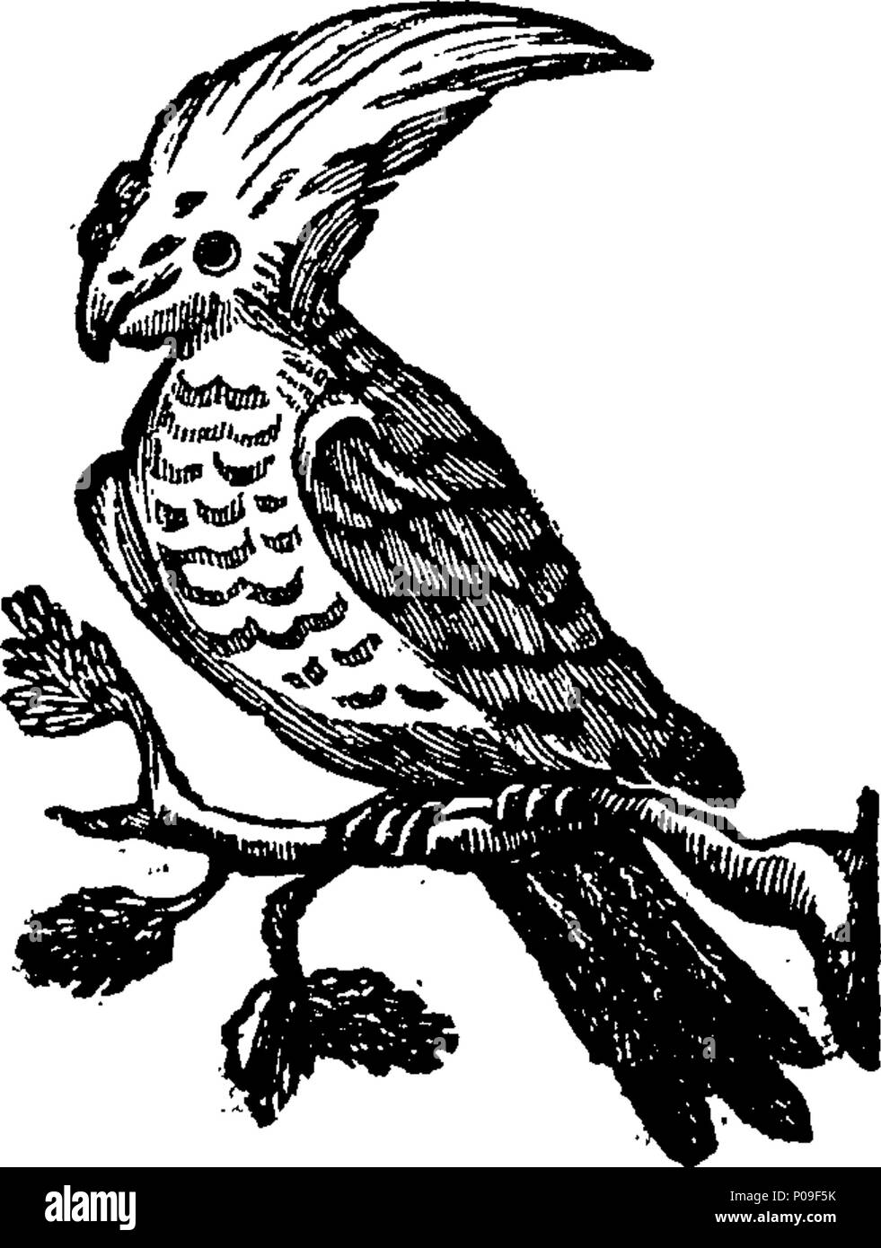 . Inglese: Fleuron dal libro: una nuova storia generale degli uccelli. Compresi i metodi di allevamento, la gestione e l insegnamento del canto degli uccelli. Contenente il corretto osservazioni su diverse specie e tipi di uccelli, in tutto il mondo conosciuto. Estratto da più curiosi naturalisti, Virtuoso e viaggiatori, sia Antient e moderno. Illustrato con circa quattrocento figure, copiati da originali. In due volumi. ... 149 Una nuova storia generale di uccelli Fleuron T061266-45 Foto Stock