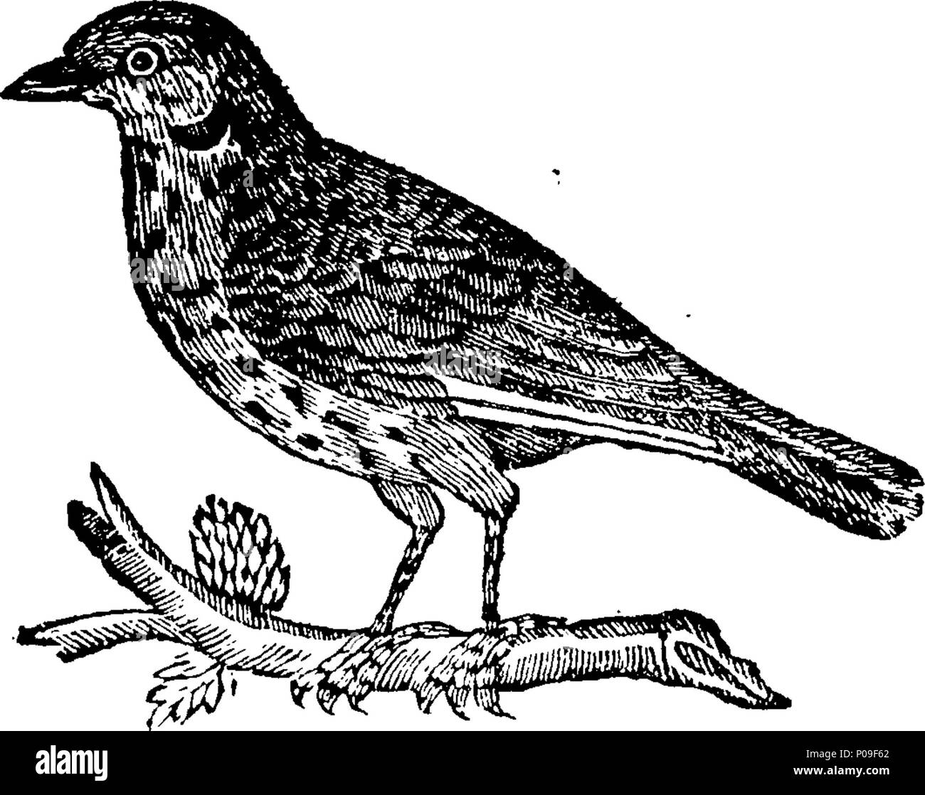 . Inglese: Fleuron dal libro: una nuova storia generale degli uccelli. Compresi i metodi di allevamento, la gestione e l insegnamento del canto degli uccelli. Contenente il corretto osservazioni su diverse specie e tipi di uccelli, in tutto il mondo conosciuto. Estratto da più curiosi naturalisti, Virtuoso e viaggiatori, sia Antient e moderno. Illustrato con circa quattrocento figure, copiati da originali. In due volumi. ... 149 Una nuova storia generale di uccelli Fleuron T061266-48 Foto Stock