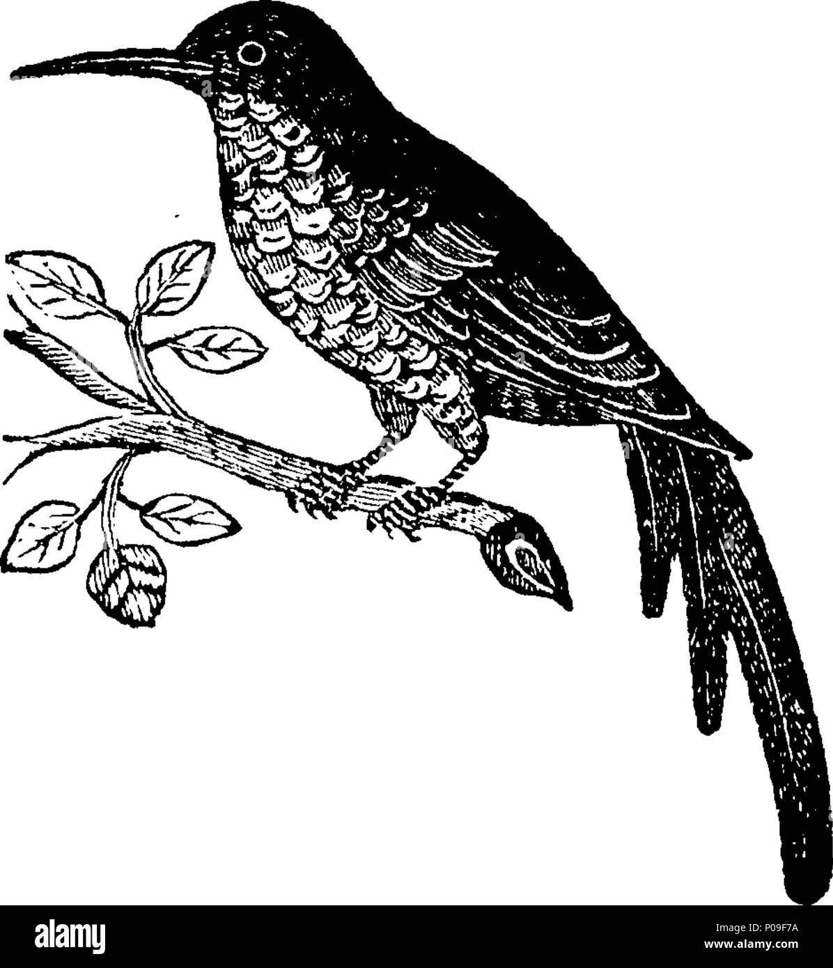 . Inglese: Fleuron dal libro: una nuova storia generale degli uccelli. Compresi i metodi di allevamento, la gestione e l insegnamento del canto degli uccelli. Contenente il corretto osservazioni su diverse specie e tipi di uccelli, in tutto il mondo conosciuto. Estratto da più curiosi naturalisti, Virtuoso e viaggiatori, sia Antient e moderno. Illustrato con circa quattrocento figure, copiati da originali. In due volumi. ... 149 Una nuova storia generale di uccelli Fleuron T061266-58 Foto Stock