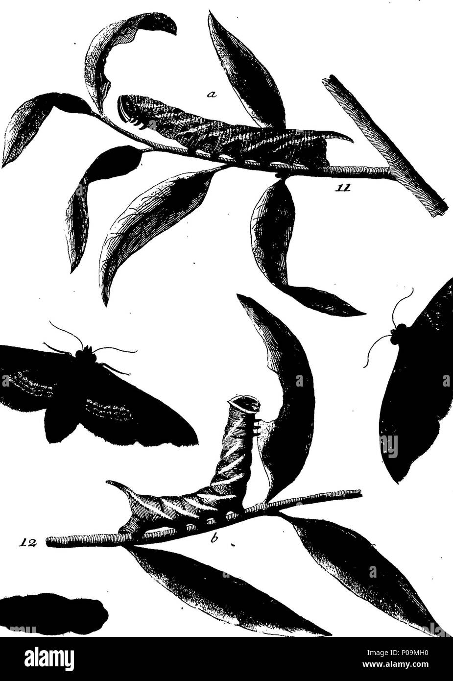 . Inglese: Fleuron dal libro: una storia naturale di insetti in inglese. Illustrata con un centinaio di piastre di rame, curiosamente Engraven dalla vita: e (per coloro che lo desiderano) esattamente colorato mediante l'autore Eleazar Albin, pittore. 136 Una storia naturale di insetti inglese Fleuron T085973-20 Foto Stock