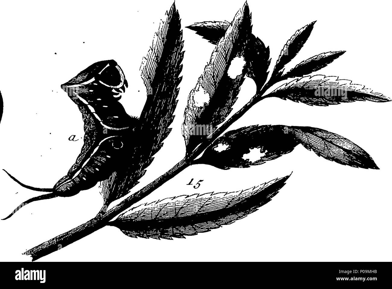 . Inglese: Fleuron dal libro: una storia naturale di insetti in inglese. Illustrata con un centinaio di piastre di rame, curiosamente Engraven dalla vita: e (per coloro che lo desiderano) esattamente colorato mediante l'autore Eleazar Albin, pittore. 136 Una storia naturale di insetti inglese Fleuron T085973-26 Foto Stock