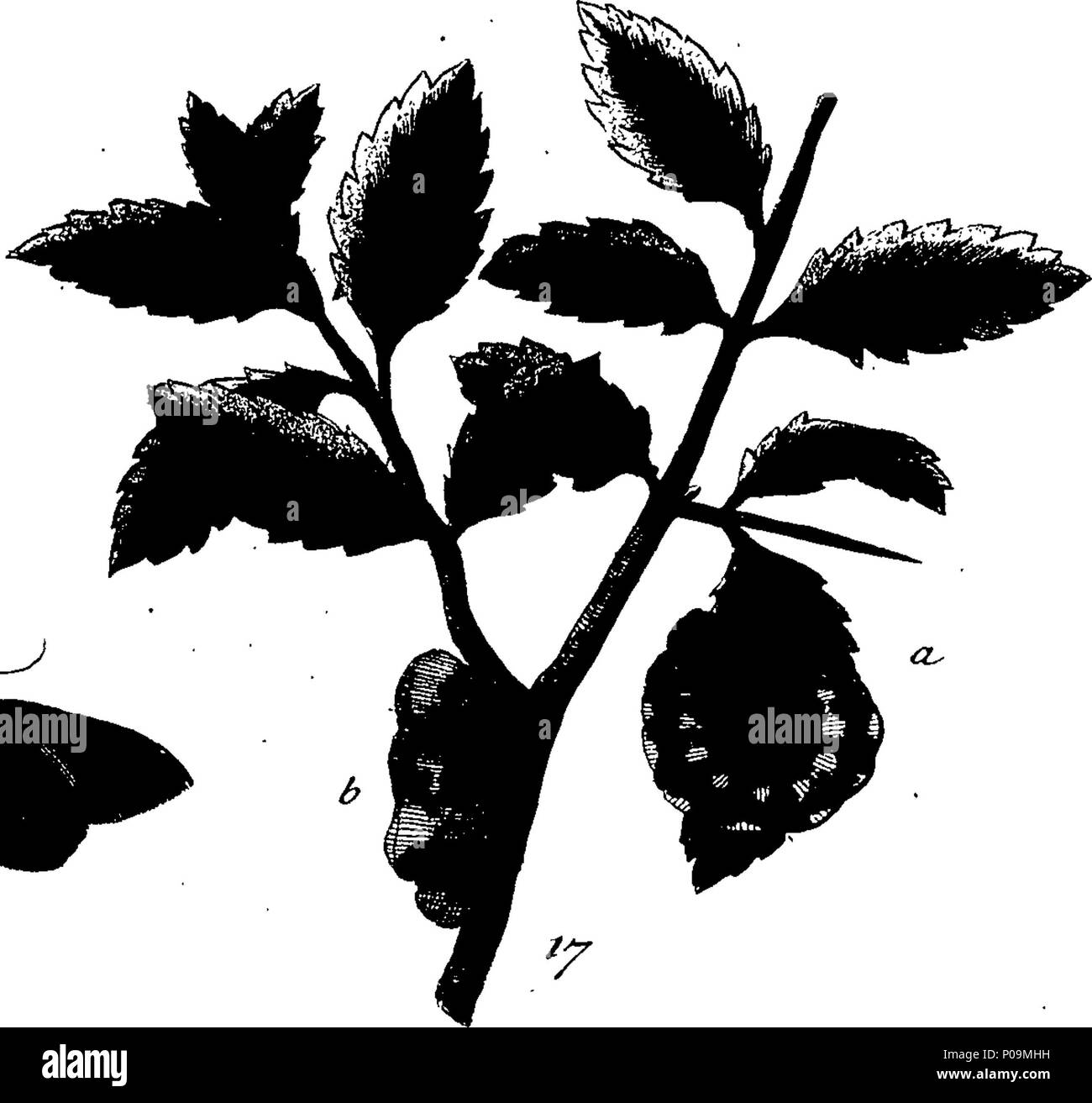 . Inglese: Fleuron dal libro: una storia naturale di insetti in inglese. Illustrata con un centinaio di piastre di rame, curiosamente Engraven dalla vita: e (per coloro che lo desiderano) esattamente colorato mediante l'autore Eleazar Albin, pittore. 136 Una storia naturale di insetti inglese Fleuron T085973-32 Foto Stock