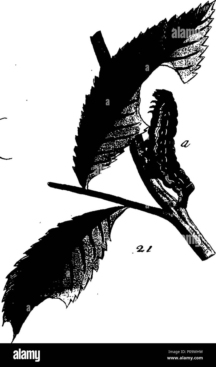 . Inglese: Fleuron dal libro: una storia naturale di insetti in inglese. Illustrata con un centinaio di piastre di rame, curiosamente Engraven dalla vita: e (per coloro che lo desiderano) esattamente colorato mediante l'autore Eleazar Albin, pittore. 136 Una storia naturale di insetti inglese Fleuron T085973-36 Foto Stock