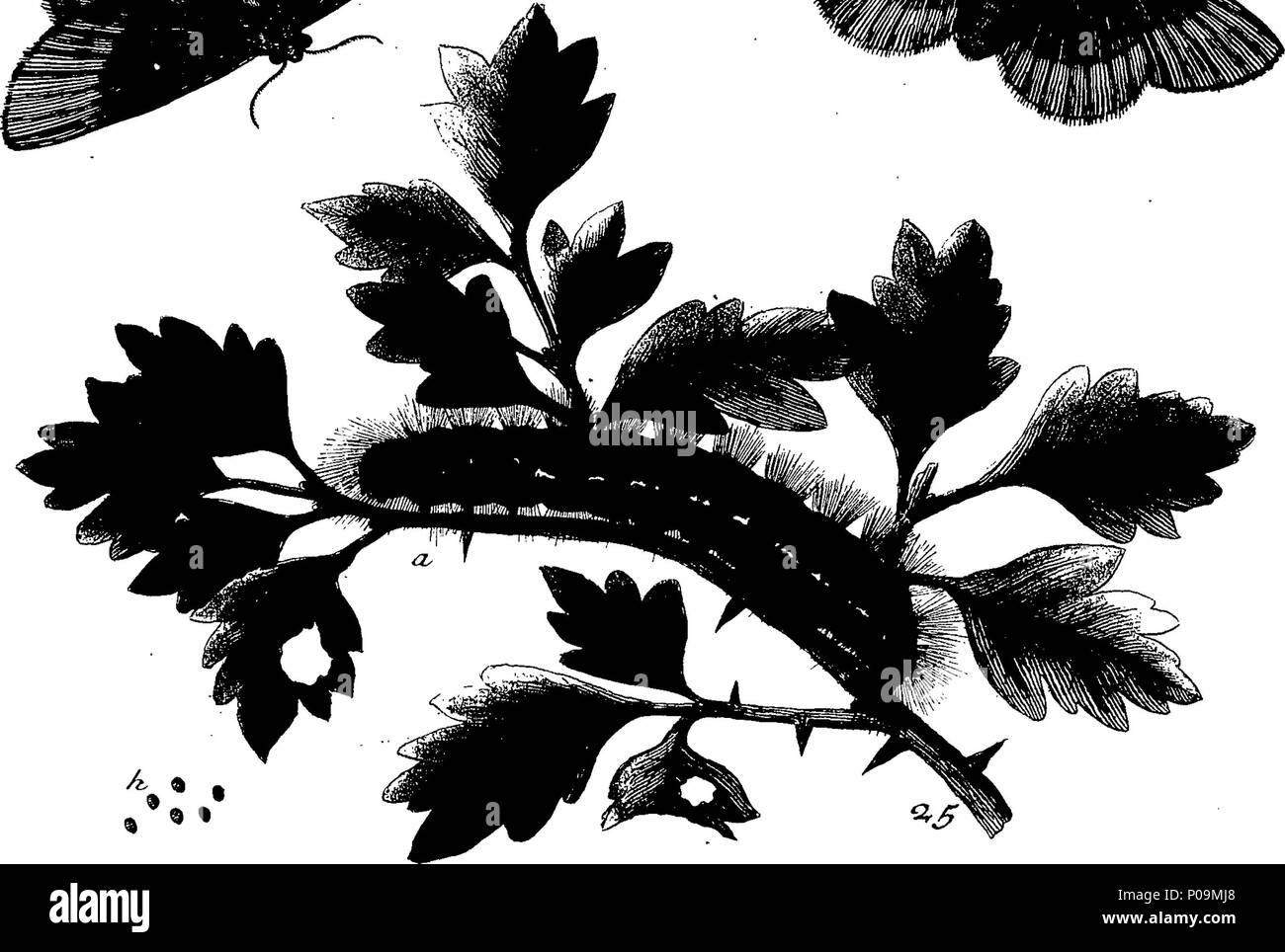. Inglese: Fleuron dal libro: una storia naturale di insetti in inglese. Illustrata con un centinaio di piastre di rame, curiosamente Engraven dalla vita: e (per coloro che lo desiderano) esattamente colorato mediante l'autore Eleazar Albin, pittore. 136 Una storia naturale di insetti inglese Fleuron T085973-42 Foto Stock
