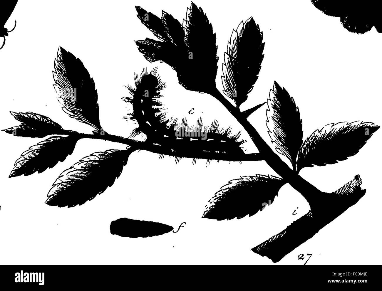 . Inglese: Fleuron dal libro: una storia naturale di insetti in inglese. Illustrata con un centinaio di piastre di rame, curiosamente Engraven dalla vita: e (per coloro che lo desiderano) esattamente colorato mediante l'autore Eleazar Albin, pittore. 136 Una storia naturale di insetti inglese Fleuron T085973-45 Foto Stock