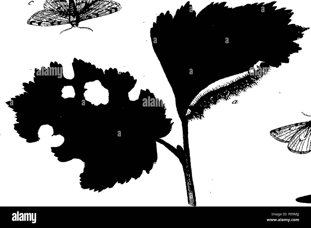 . Inglese: Fleuron dal libro: una storia naturale di insetti in inglese. Illustrata con un centinaio di piastre di rame, curiosamente Engraven dalla vita: e (per coloro che lo desiderano) esattamente colorato mediante l'autore Eleazar Albin, pittore. 136 Una storia naturale di insetti inglese Fleuron T085973-48 Foto Stock
