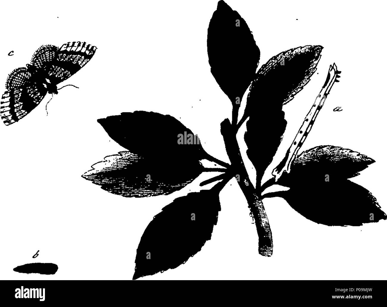 . Inglese: Fleuron dal libro: una storia naturale di insetti in inglese. Illustrata con un centinaio di piastre di rame, curiosamente Engraven dalla vita: e (per coloro che lo desiderano) esattamente colorato mediante l'autore Eleazar Albin, pittore. 136 Una storia naturale di insetti inglese Fleuron T085973-50 Foto Stock