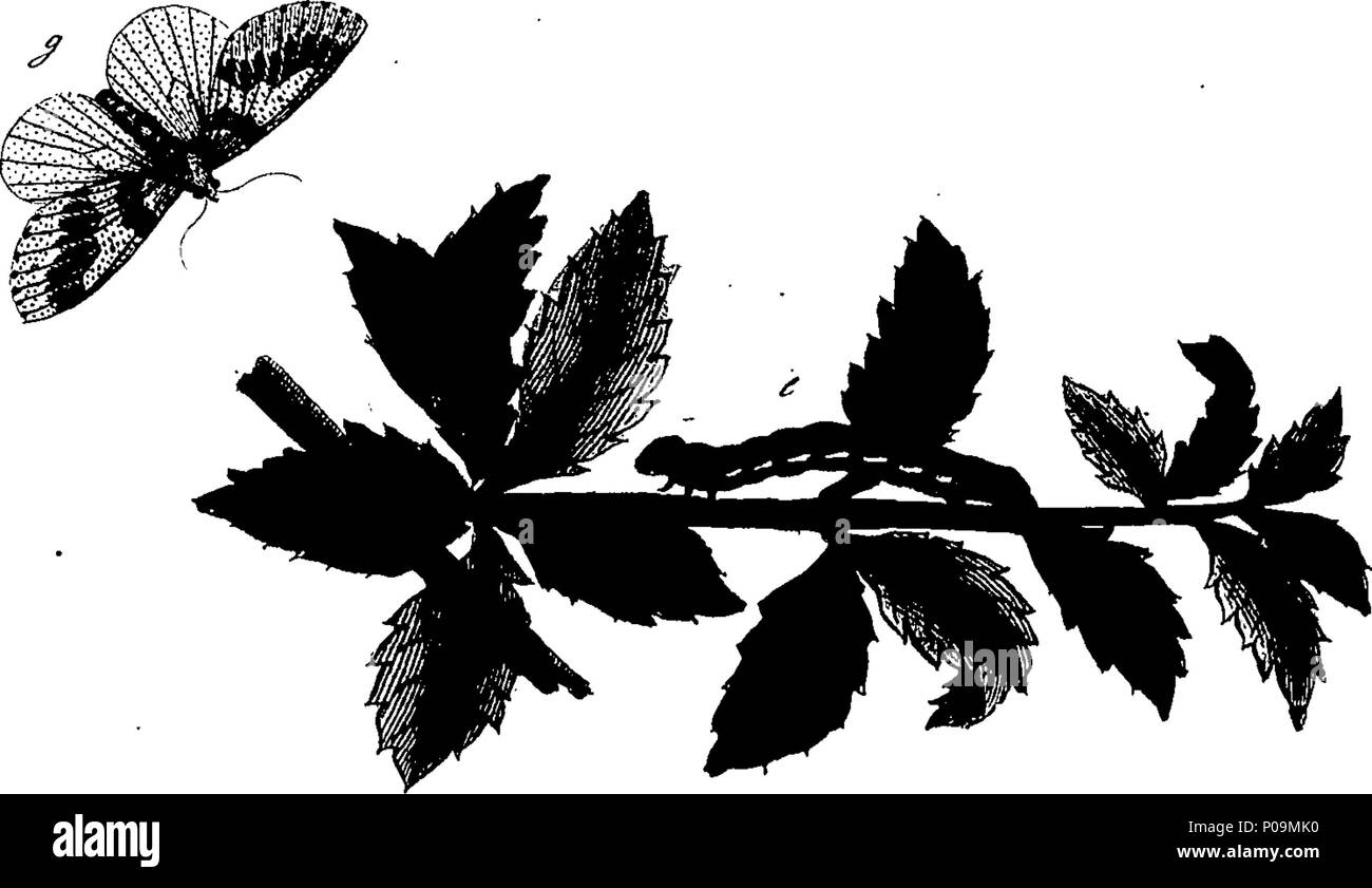 . Inglese: Fleuron dal libro: una storia naturale di insetti in inglese. Illustrata con un centinaio di piastre di rame, curiosamente Engraven dalla vita: e (per coloro che lo desiderano) esattamente colorato mediante l'autore Eleazar Albin, pittore. 136 Una storia naturale di insetti inglese Fleuron T085973-55 Foto Stock