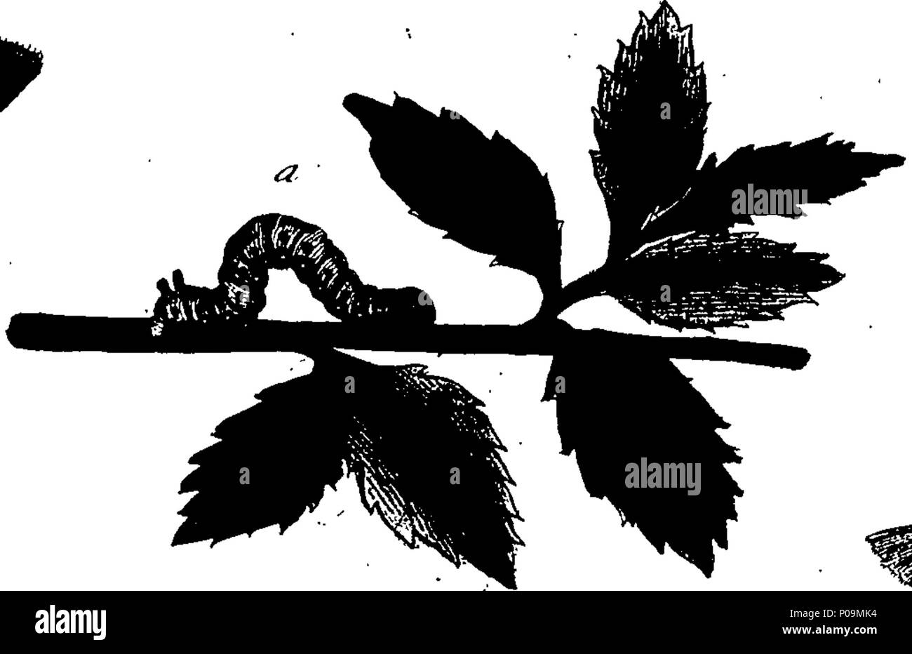 . Inglese: Fleuron dal libro: una storia naturale di insetti in inglese. Illustrata con un centinaio di piastre di rame, curiosamente Engraven dalla vita: e (per coloro che lo desiderano) esattamente colorato mediante l'autore Eleazar Albin, pittore. 136 Una storia naturale di insetti inglese Fleuron T085973-56 Foto Stock