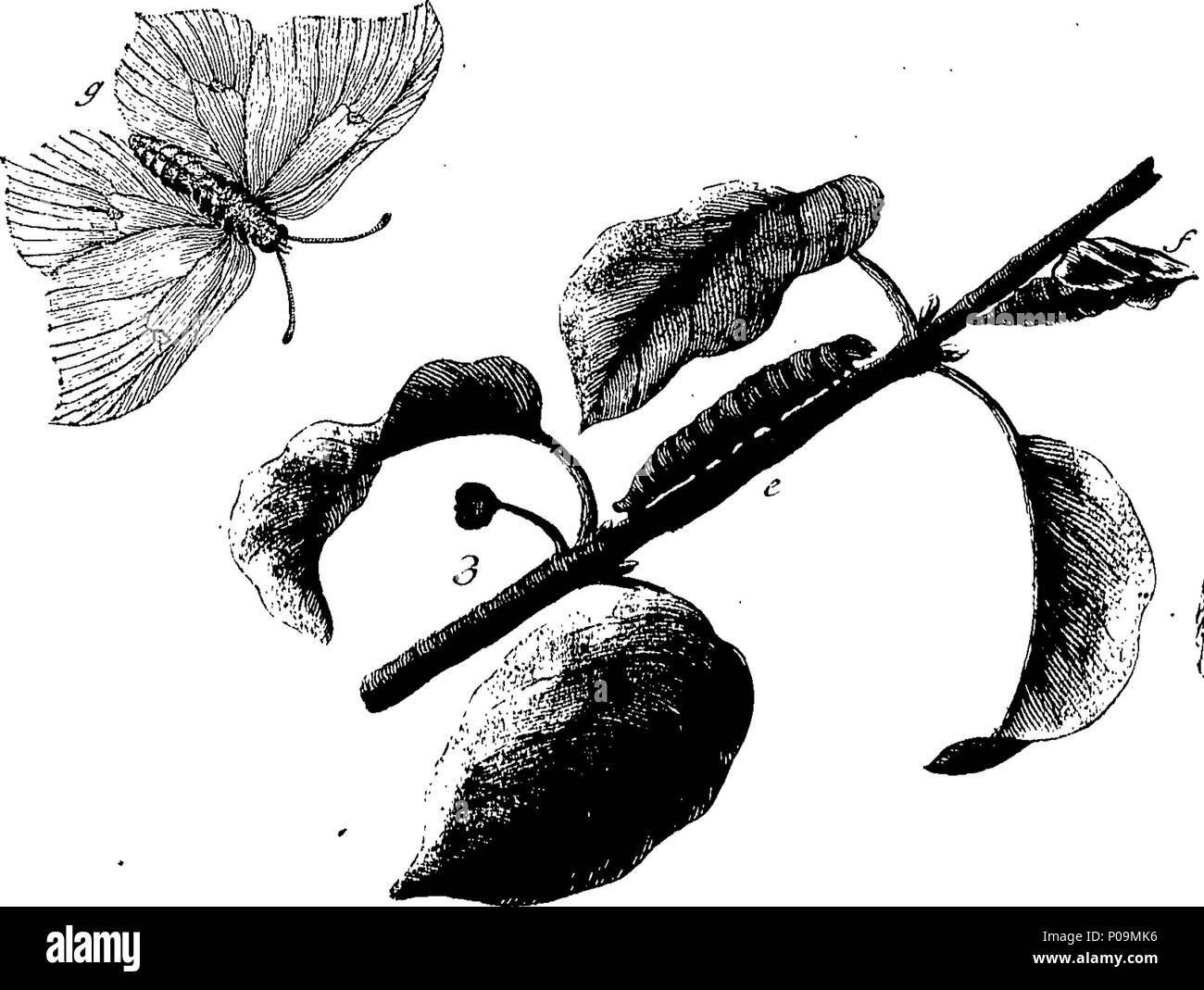 . Inglese: Fleuron dal libro: una storia naturale di insetti in inglese. Illustrata con un centinaio di piastre di rame, curiosamente Engraven dalla vita: e (per coloro che lo desiderano) esattamente colorato mediante l'autore Eleazar Albin, pittore. 136 Una storia naturale di insetti inglese Fleuron T085973-6 Foto Stock