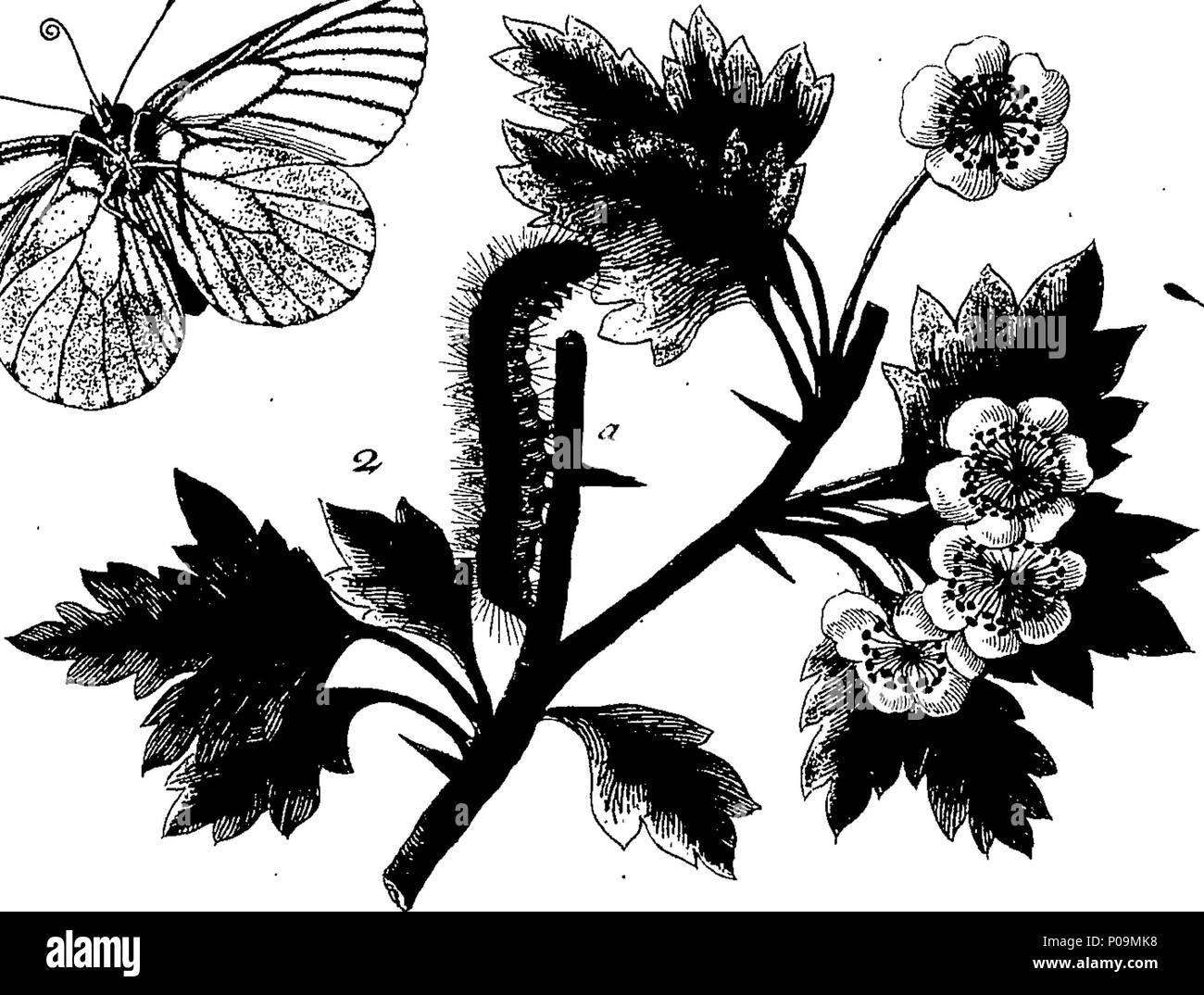 . Inglese: Fleuron dal libro: una storia naturale di insetti in inglese. Illustrata con un centinaio di piastre di rame, curiosamente Engraven dalla vita: e (per coloro che lo desiderano) esattamente colorato mediante l'autore Eleazar Albin, pittore. 136 Una storia naturale di insetti inglese Fleuron T085973-7 Foto Stock