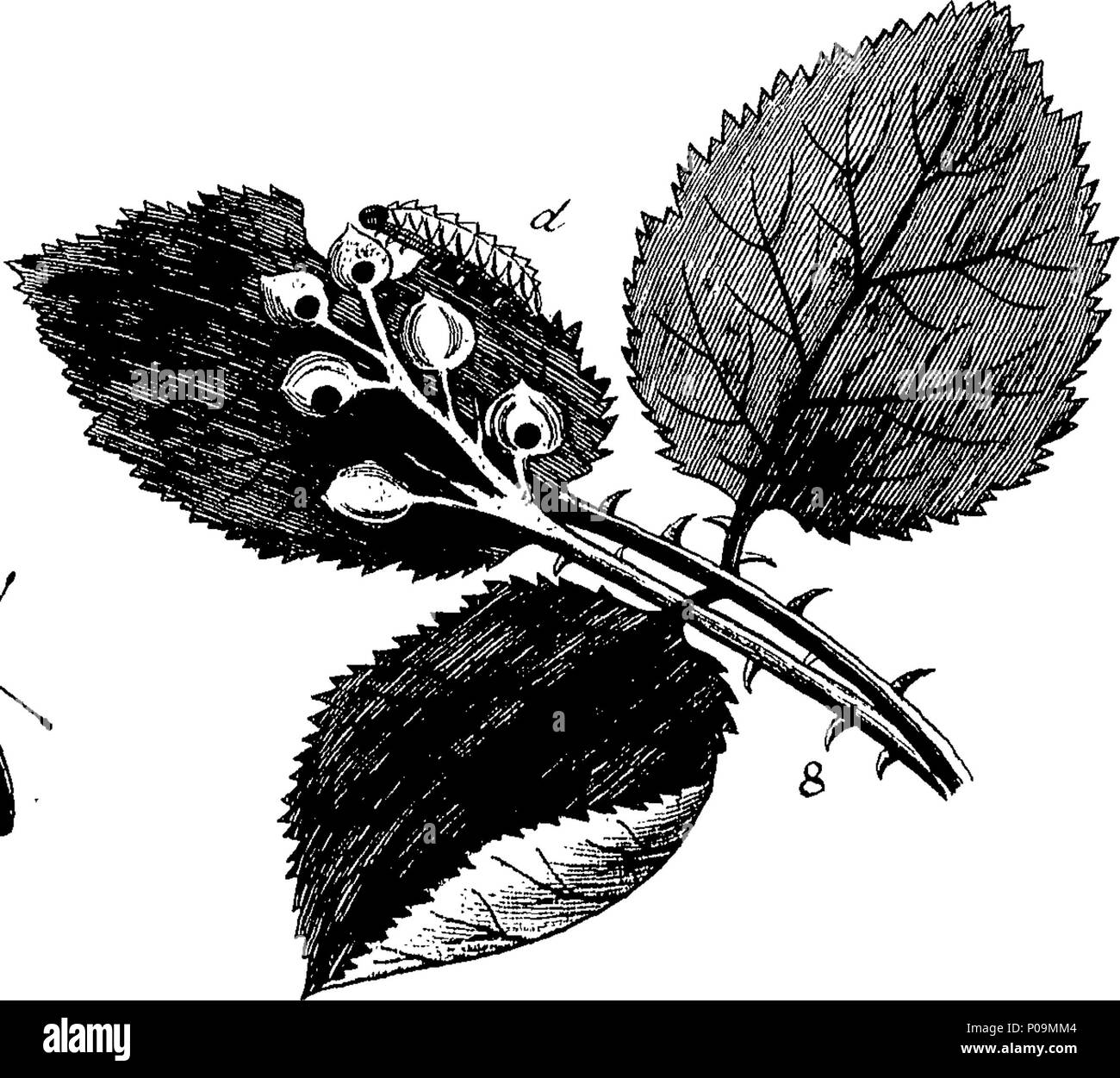. Inglese: Fleuron dal libro: una storia naturale di insetti in inglese. Illustrata con un centinaio di piastre di rame, curiosamente Engraven dalla vita: e proprio colorato mediante l'autore Eleazar Albin, pittore. A cui si aggiungono le note di grandi dimensioni e molti curiosi di osservazioni. Da W. Derham, D. D. Fellow della Royal Society. 136 Una storia naturale di insetti inglese Fleuron T180297-16 Foto Stock