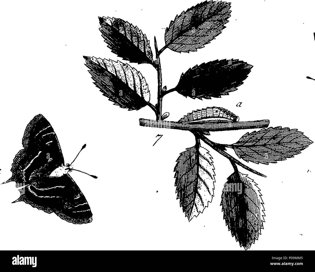 . Inglese: Fleuron dal libro: una storia naturale di insetti in inglese. Illustrata con un centinaio di piastre di rame, curiosamente Engraven dalla vita: e proprio colorato mediante l'autore Eleazar Albin, pittore. A cui si aggiungono le note di grandi dimensioni e molti curiosi di osservazioni. Da W. Derham, D. D. Fellow della Royal Society. 136 Una storia naturale di insetti inglese Fleuron T180297-17 Foto Stock